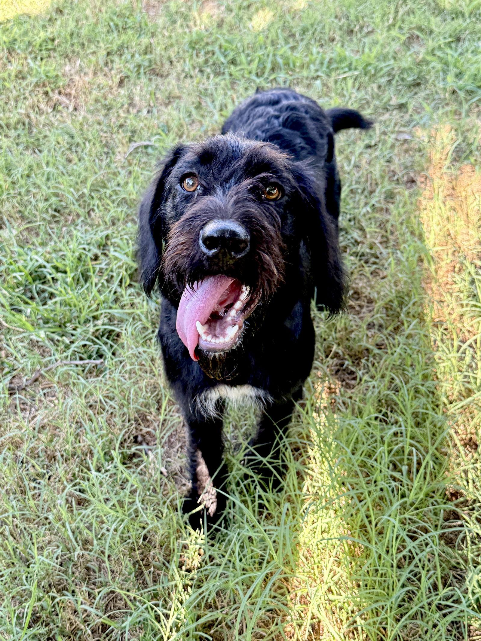 Jeni, a Adoptable mixed breed in Prague, OK image 2/3