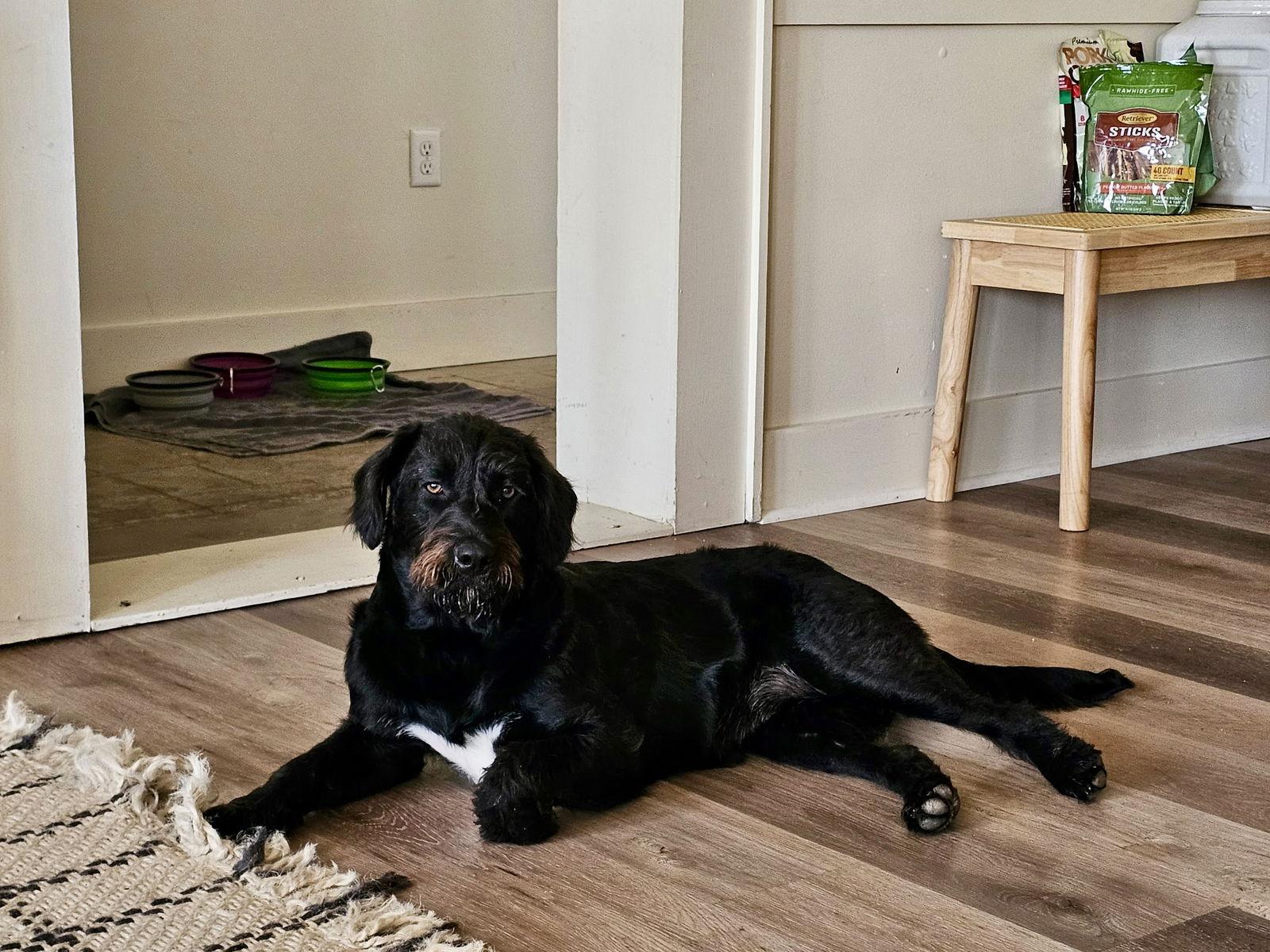 Jeni, a Adoptable mixed breed in Prague, OK image 3/3