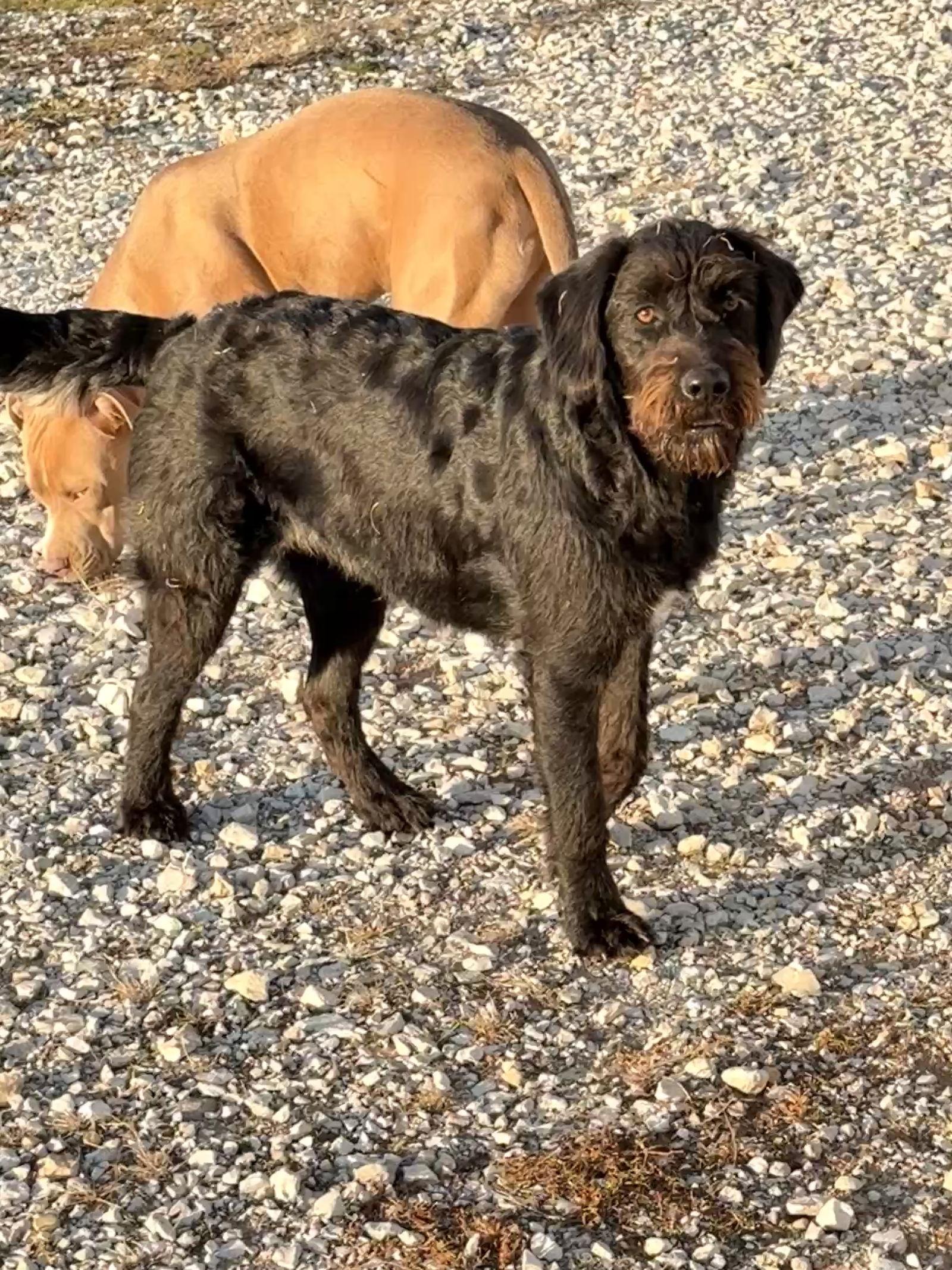 Enlarge Jeni, a Adoptable mixed breed in Prague, OK image 3/3