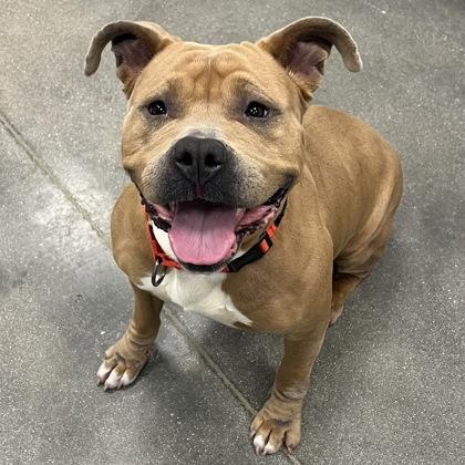 Enlarge Celeste, a Adoptable mixed breed in Janesville, WI image 1/3