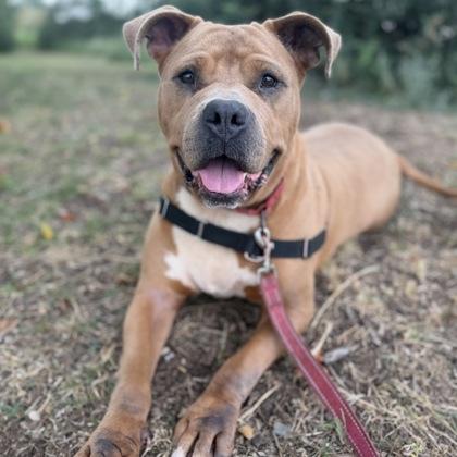 Celeste, Adoptable, Young Female Mixed Breed & Mixed Breed.