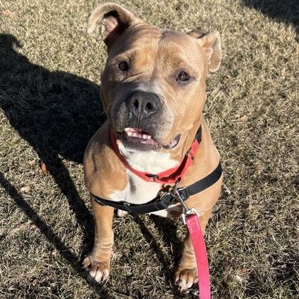 Celeste, a Adoptable mixed breed in Janesville, WI image 2/3