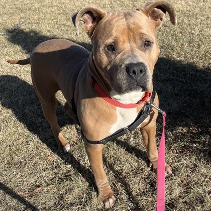 Enlarge Celeste, a Adoptable mixed breed in Janesville, WI image 2/3