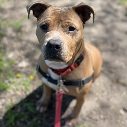 Enlarge Celeste, a Adoptable mixed breed in Janesville, WI image 3/3