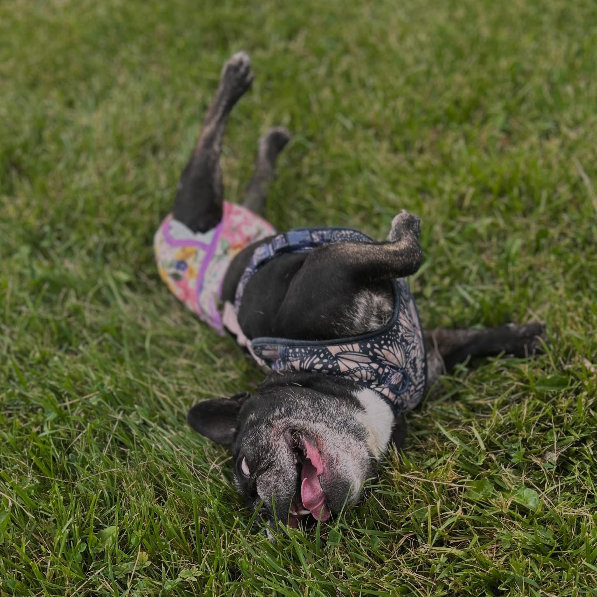 Enlarge Stiletto, a ADOPTABLE French Bulldog in West Falls, NY image 3/4