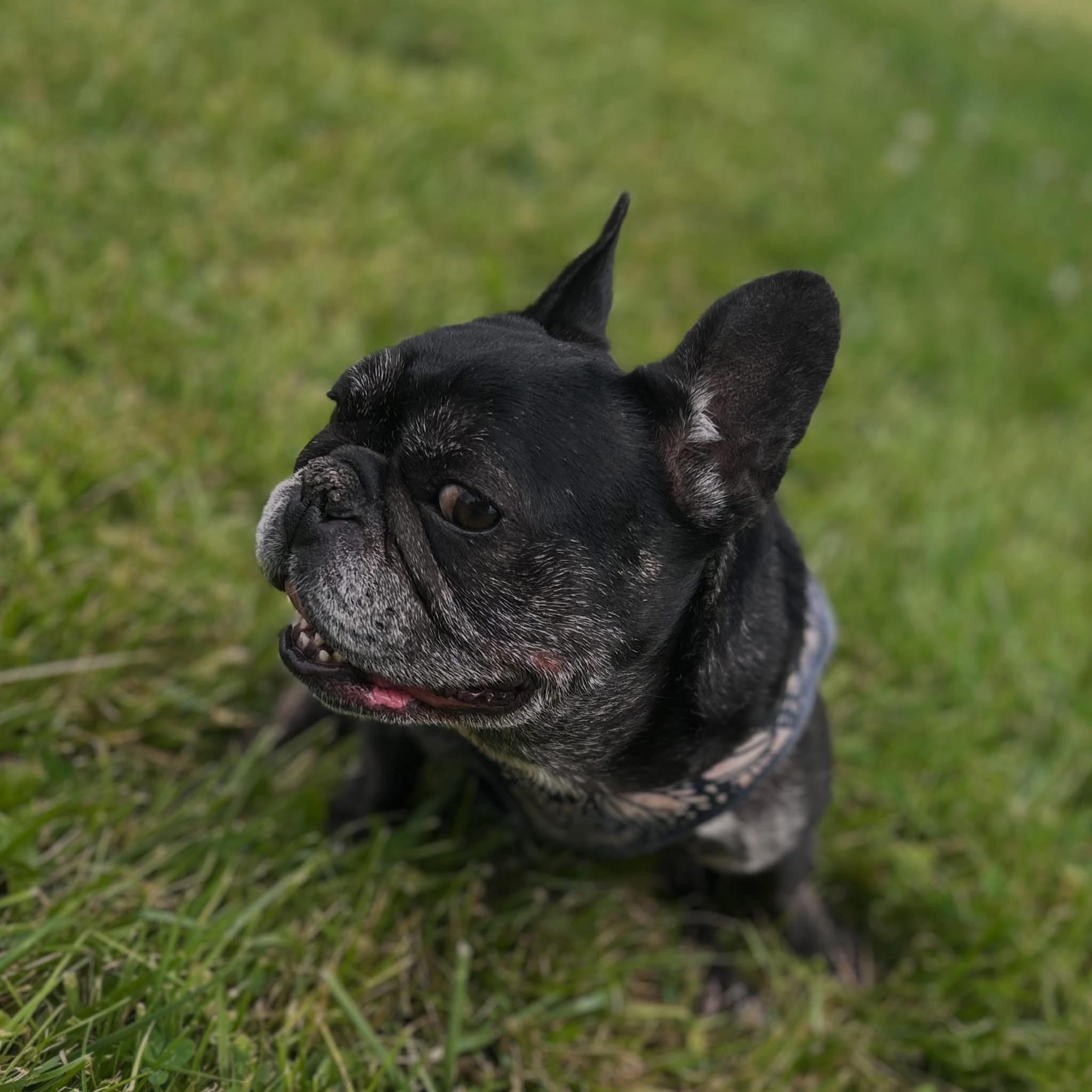 Enlarge Stiletto, a ADOPTABLE French Bulldog in West Falls, NY image 2/4