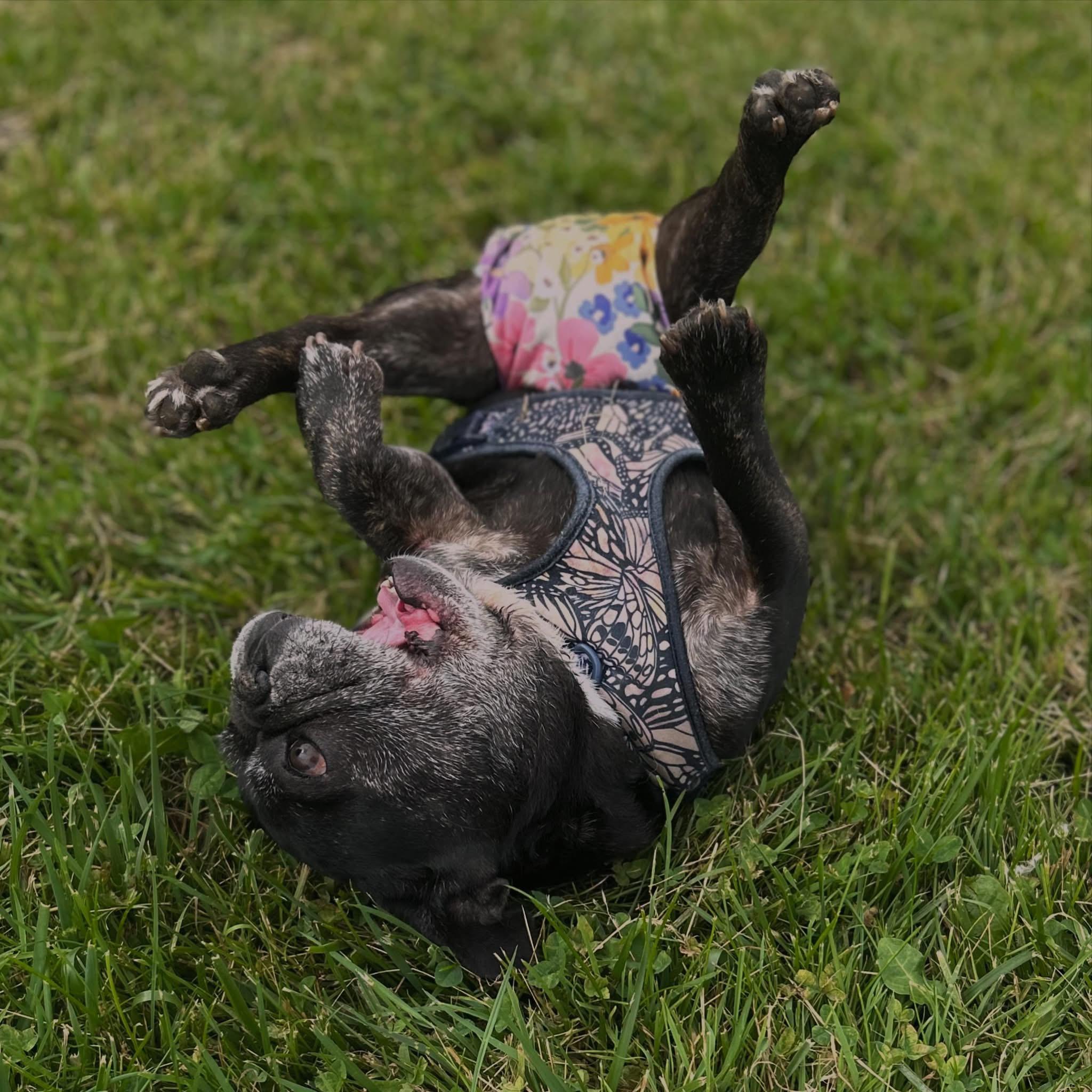 Enlarge Stiletto, a ADOPTABLE French Bulldog in West Falls, NY image 4/4