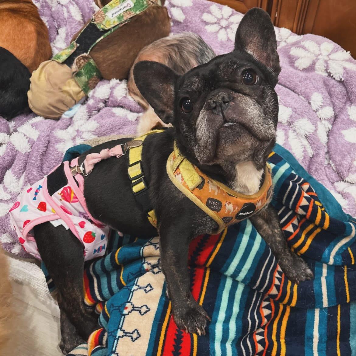 Stiletto, ADOPTABLE, Adult Female French Bulldog.