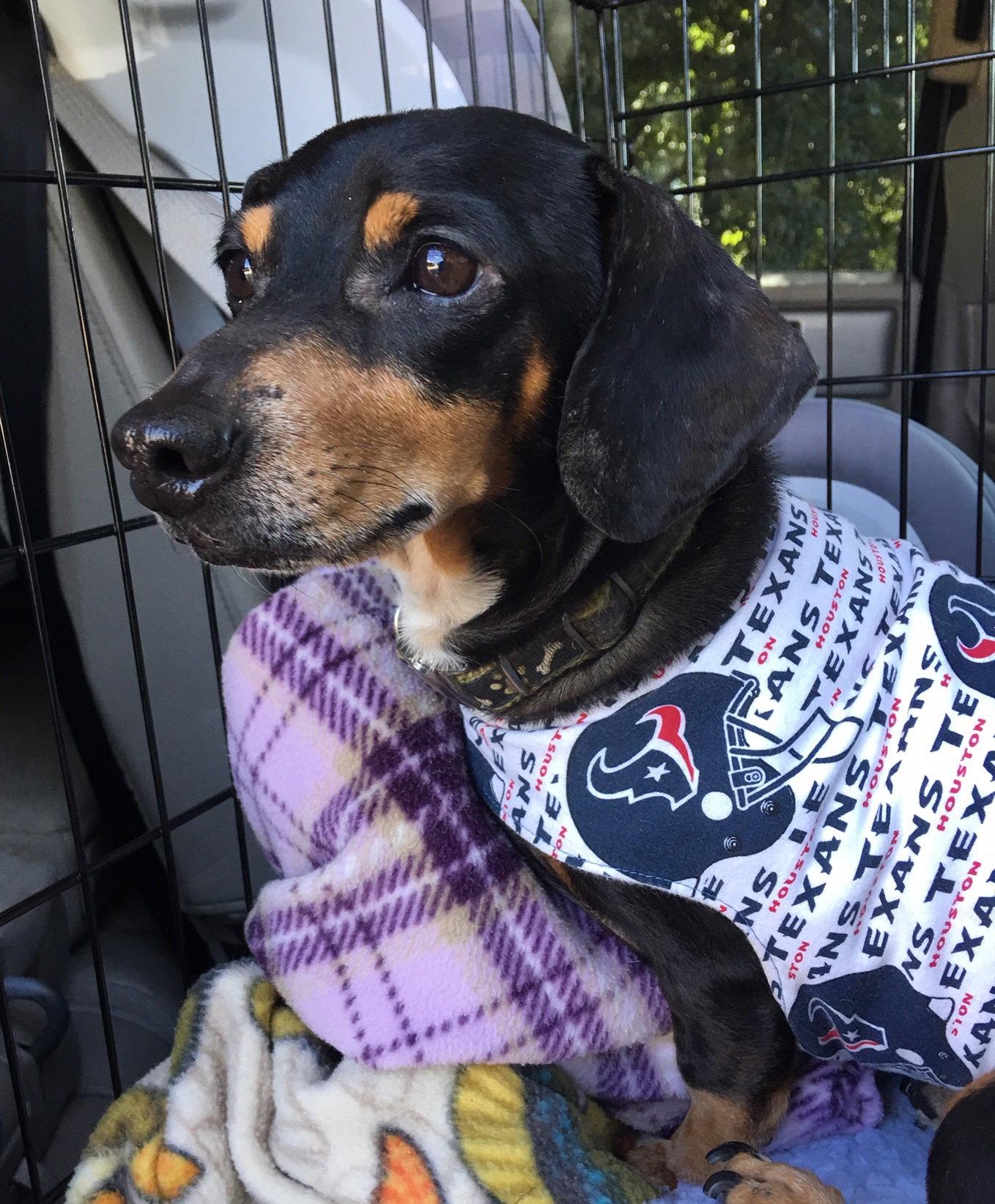 Manny, Adopted, Adult Male Dachshund.