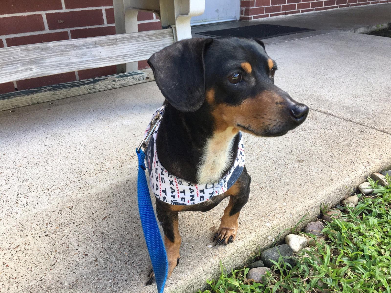 Enlarge Manny, a Adopted Dachshund in Pearland, TX image 2/3