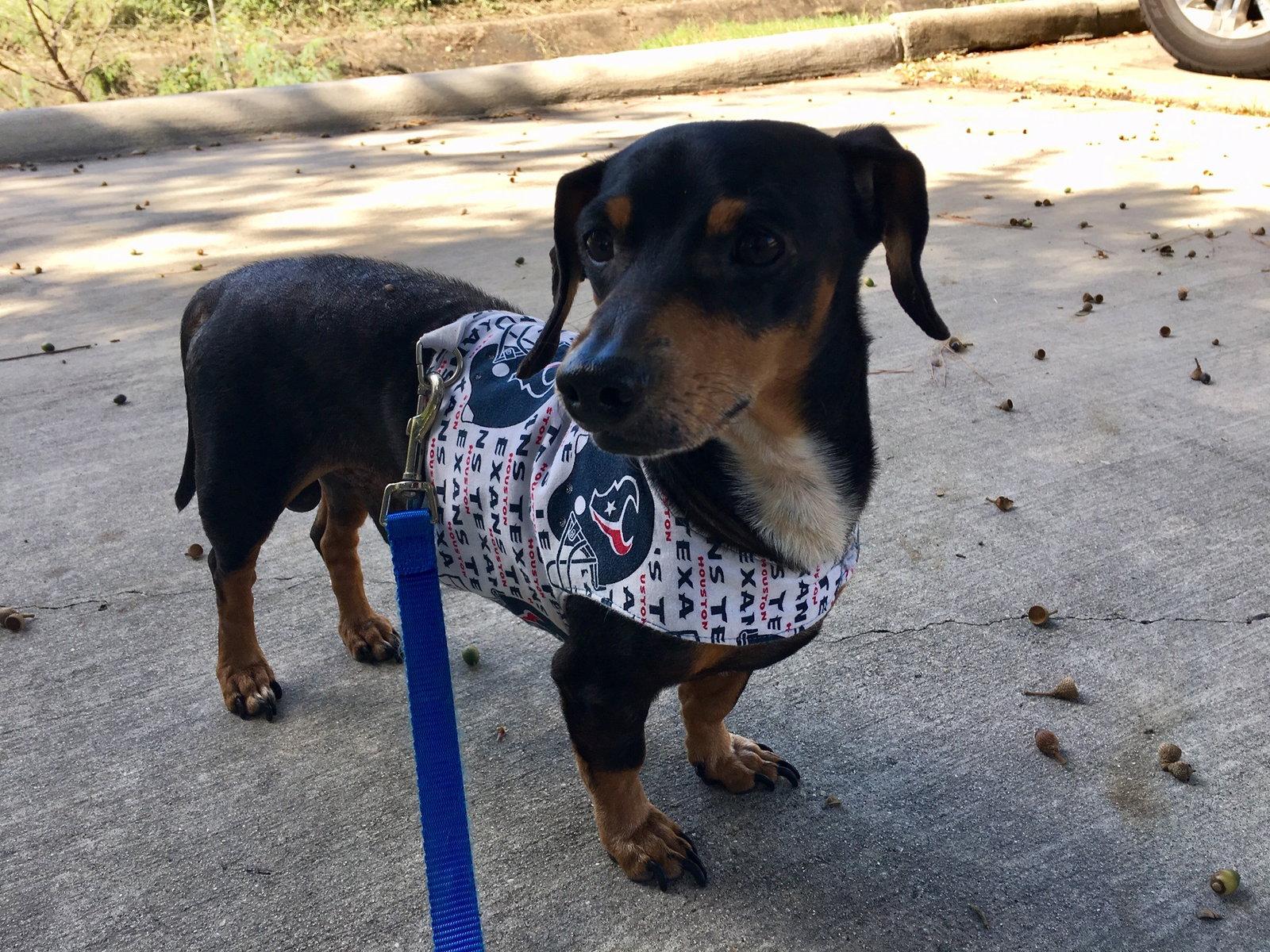 Enlarge Manny, a Adopted Dachshund in Pearland, TX image 3/3