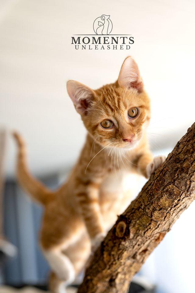 Noodlebeans, adopted, Kitten Male Domestic Short Hair.