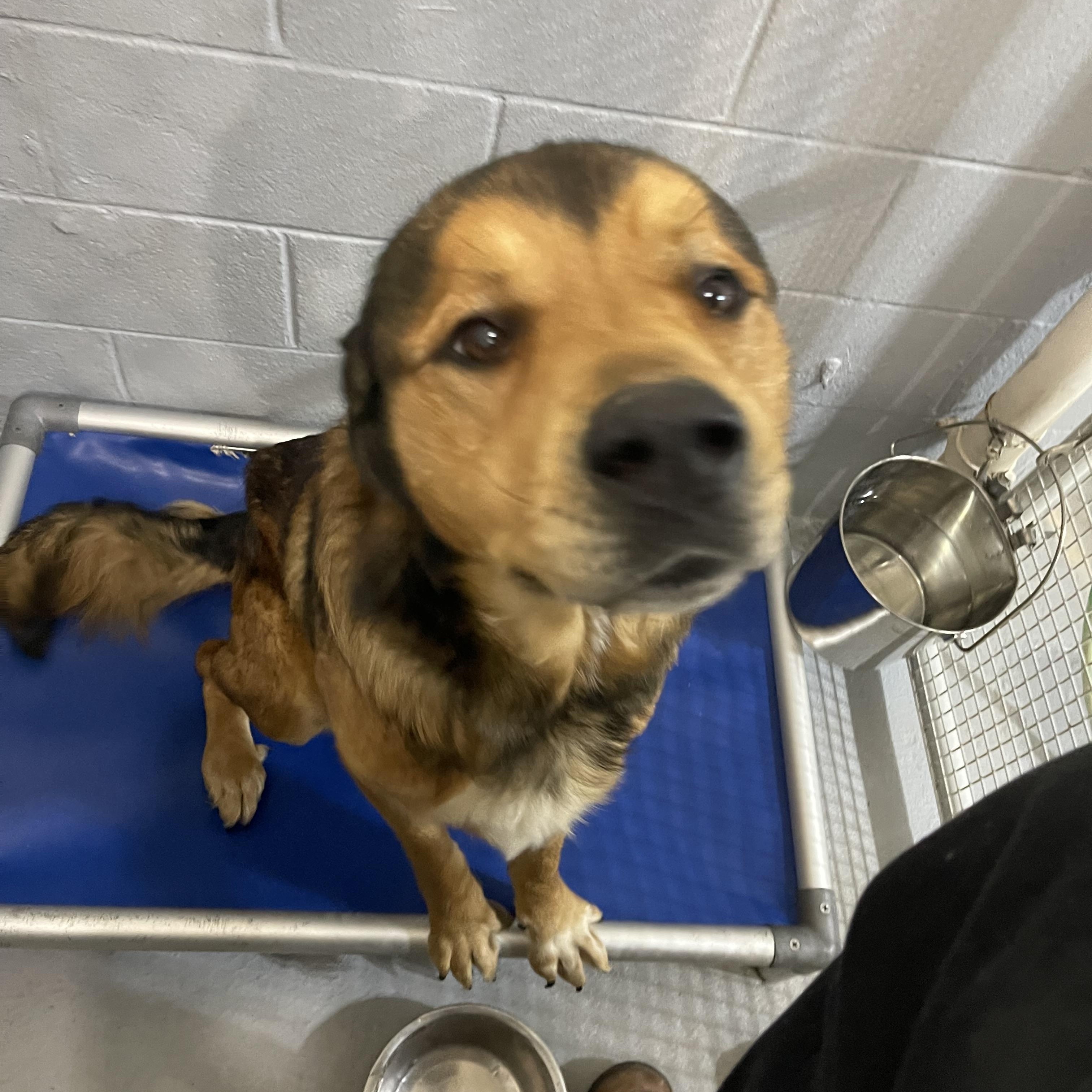 Rusty , a ADOPTABLE mixed breed in Farmville, VA image 1/2