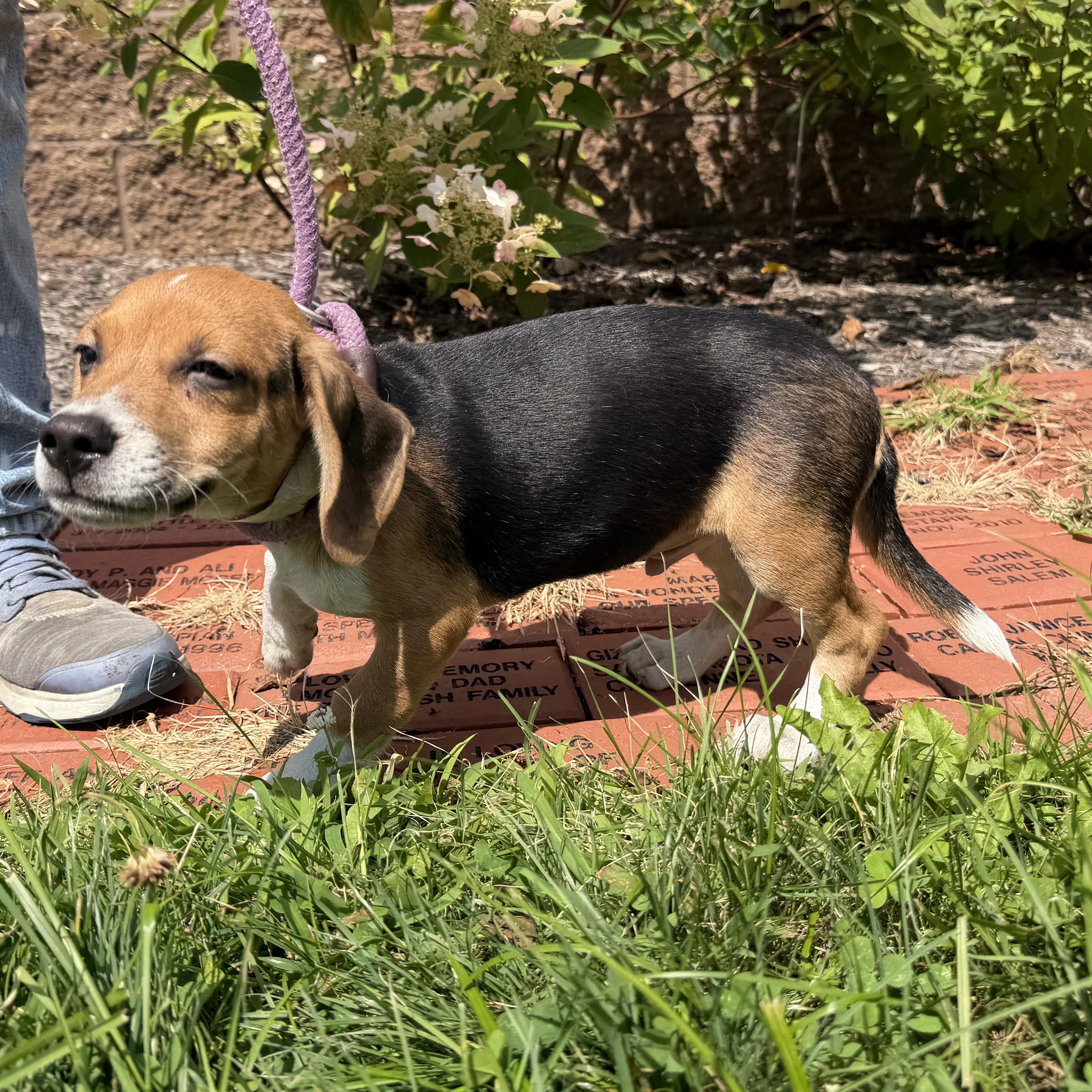 Rubarb, an adopted mixed breed in Latrobe, PA image 5/5