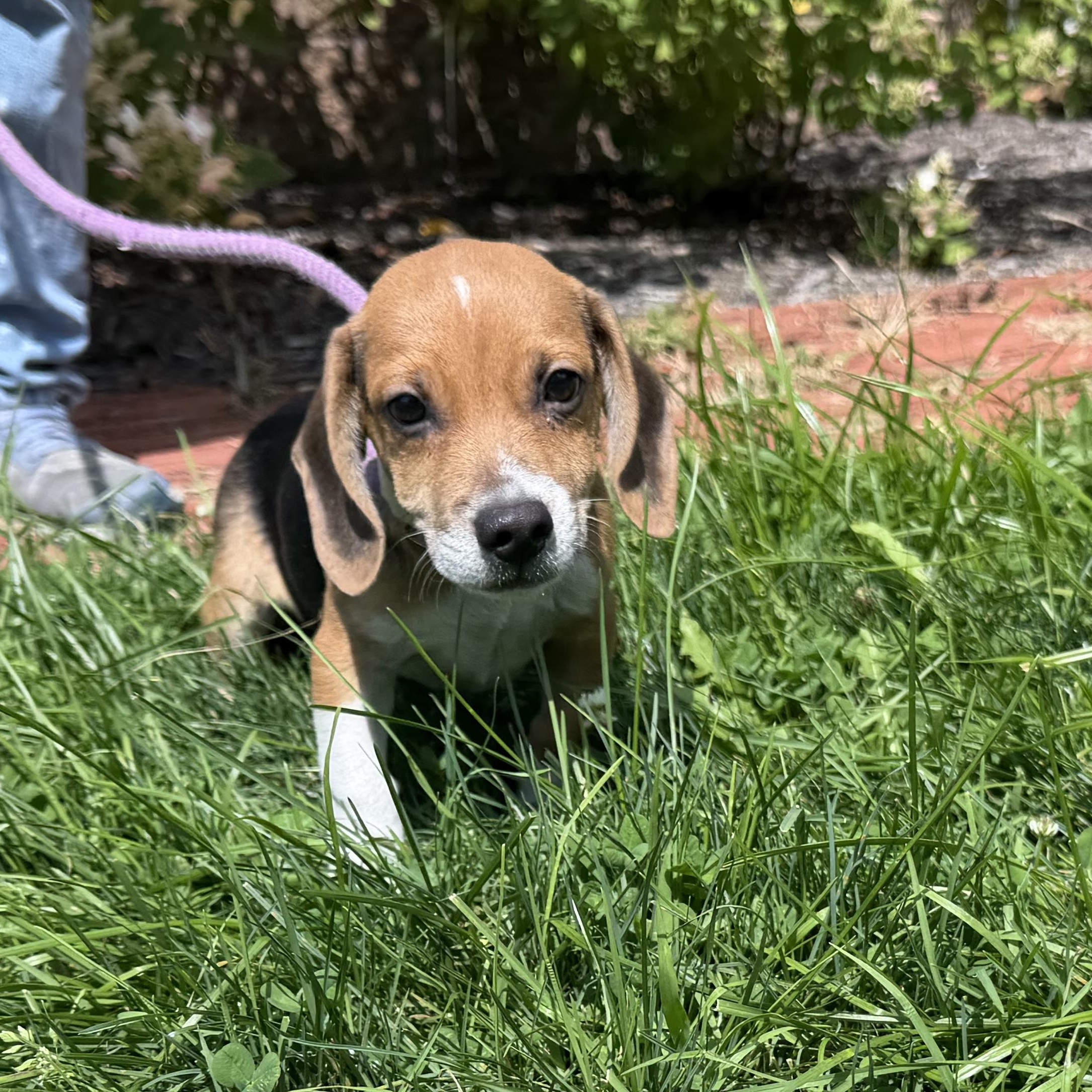 Rubarb, an adopted mixed breed in Latrobe, PA image 2/5