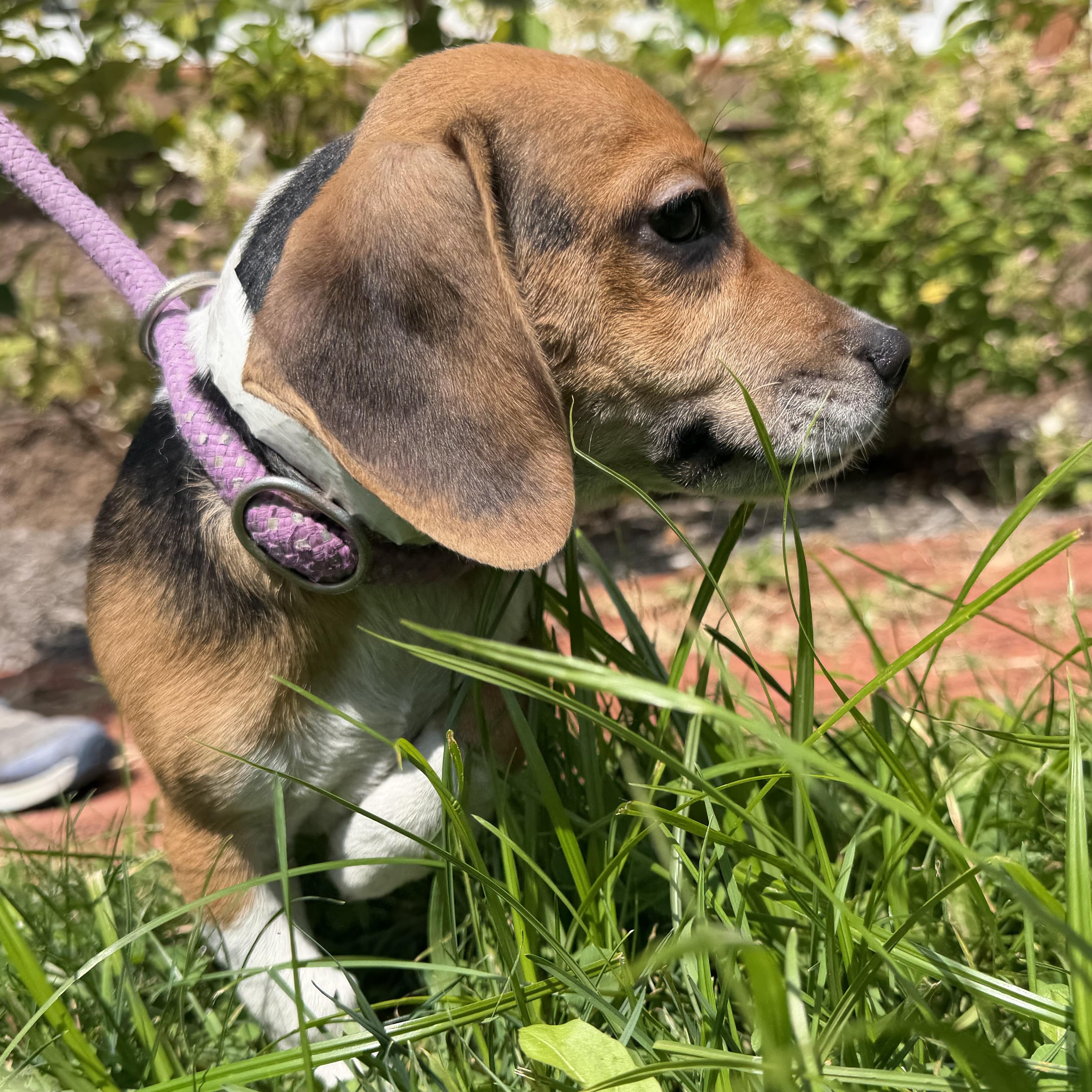 Rubarb, an adopted mixed breed in Latrobe, PA image 3/5