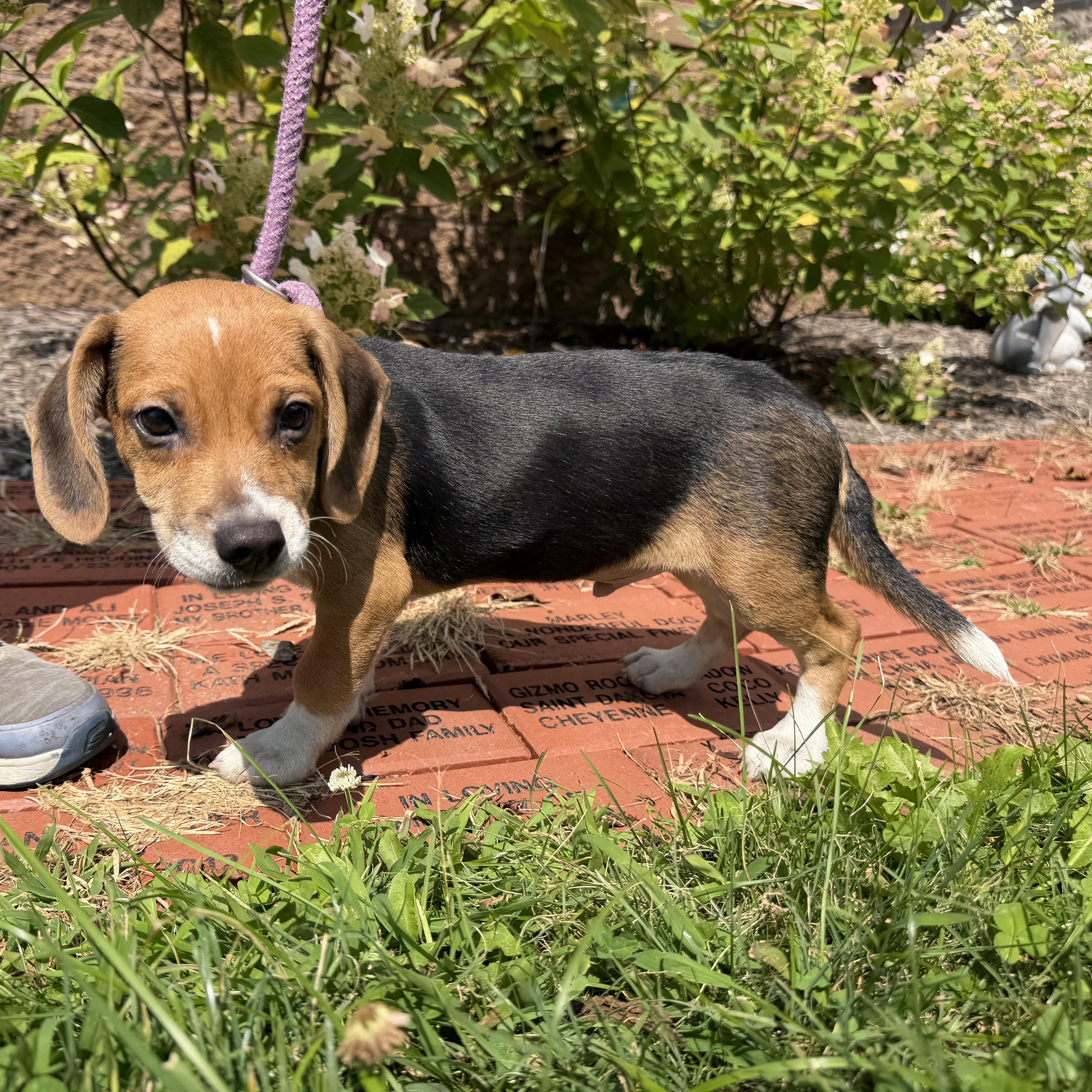Rubarb, an adopted mixed breed in Latrobe, PA image 1/5