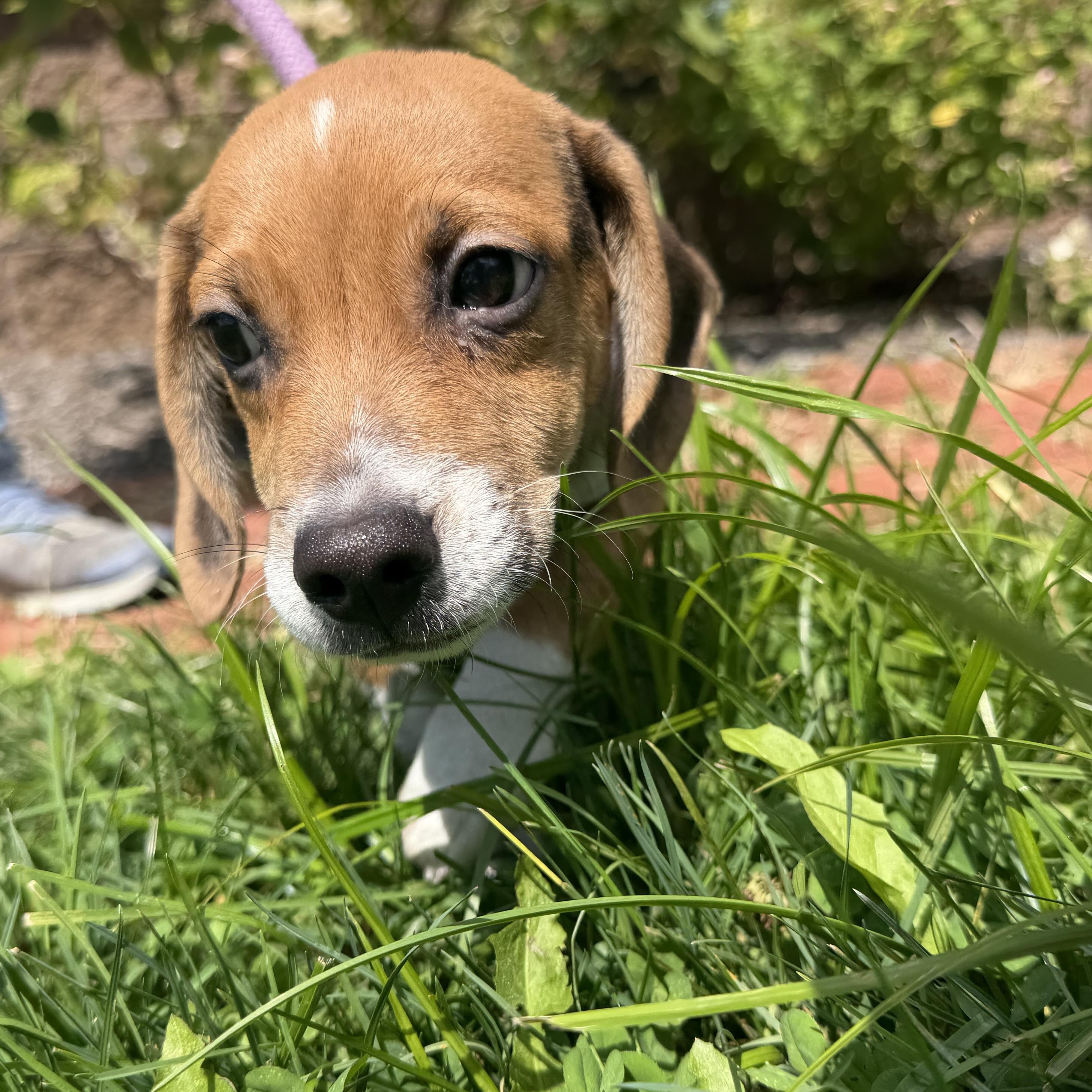 Rubarb, an adopted mixed breed in Latrobe, PA image 4/5