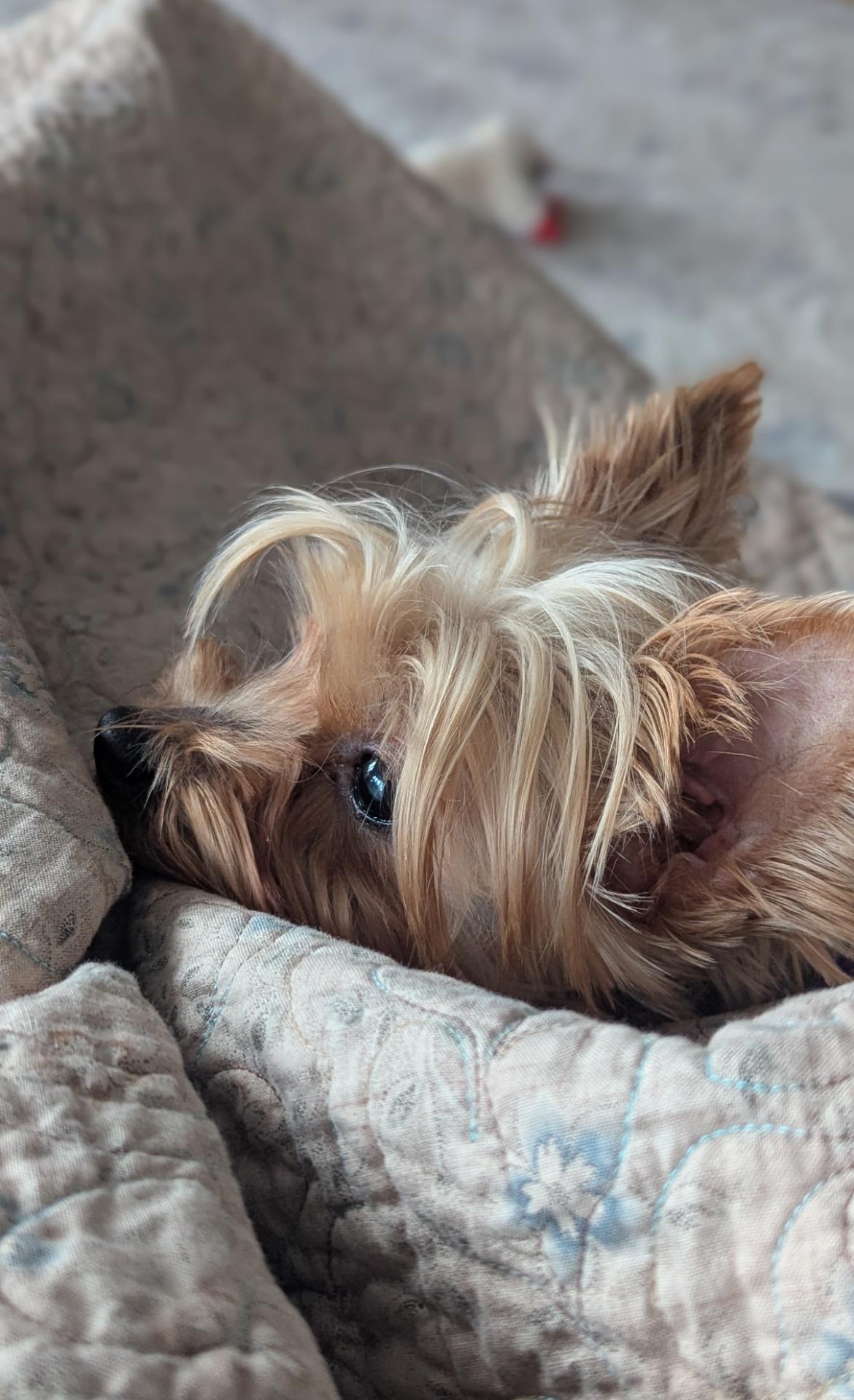 Ally, a Adoptable Yorkshire Terrier in Whitewater, WI image 3/4