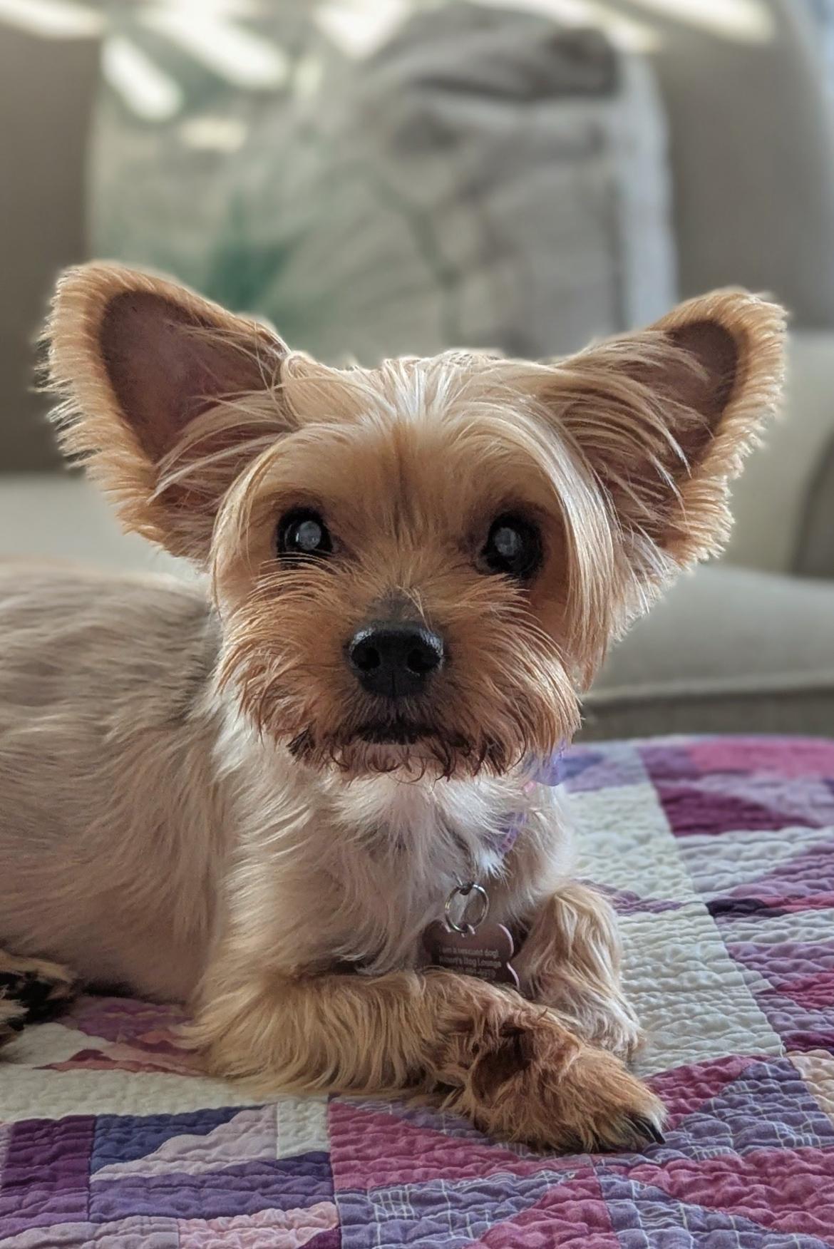Ally, a Adoptable Yorkshire Terrier in Whitewater, WI image 1/4