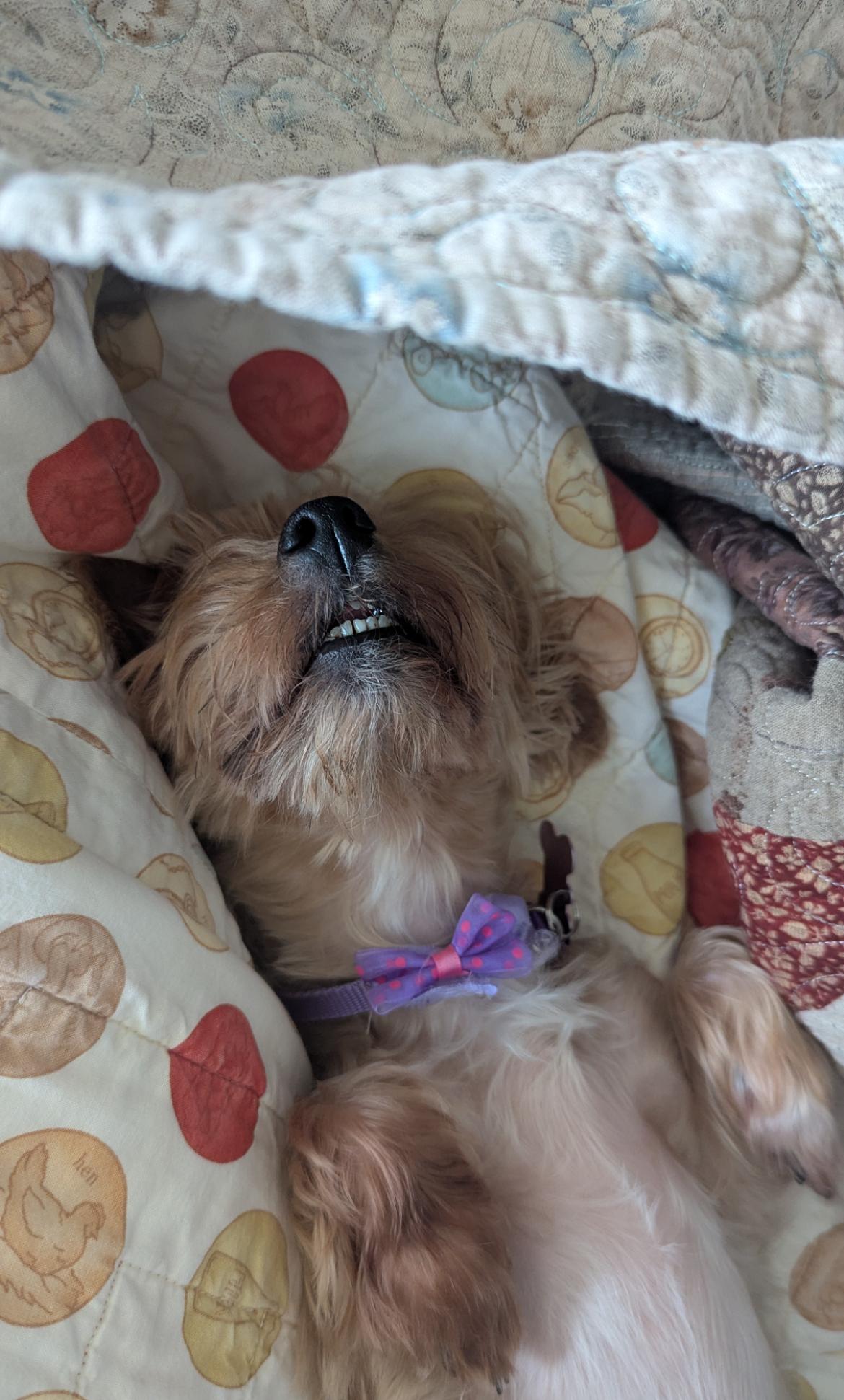 Ally, a Adoptable Yorkshire Terrier in Whitewater, WI image 4/4