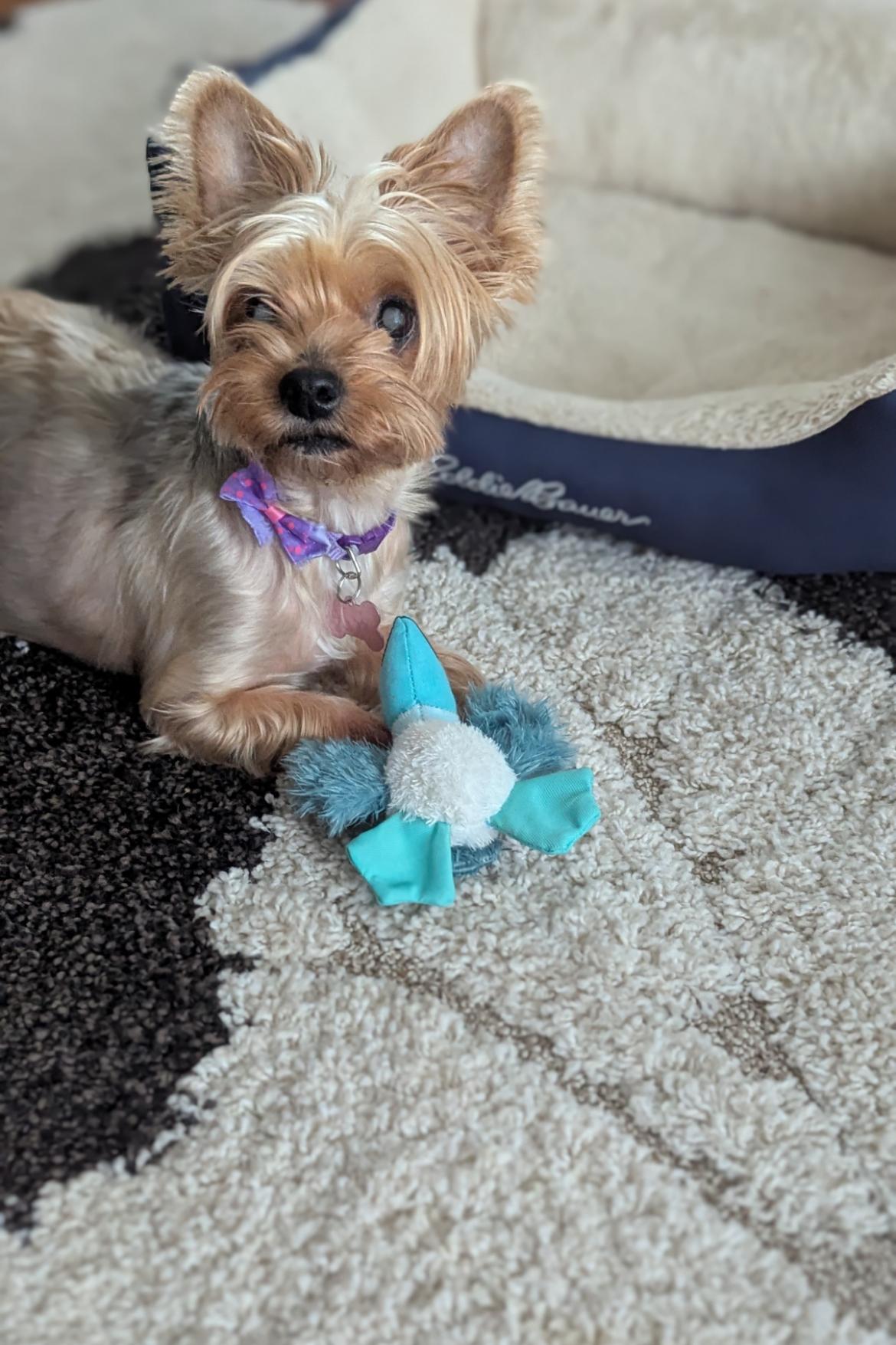 Ally, a Adoptable Yorkshire Terrier in Whitewater, WI image 2/4