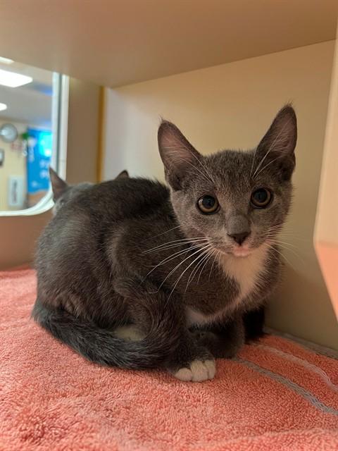 CEE CEE, Adoptable, Kitten Female Domestic Short Hair.