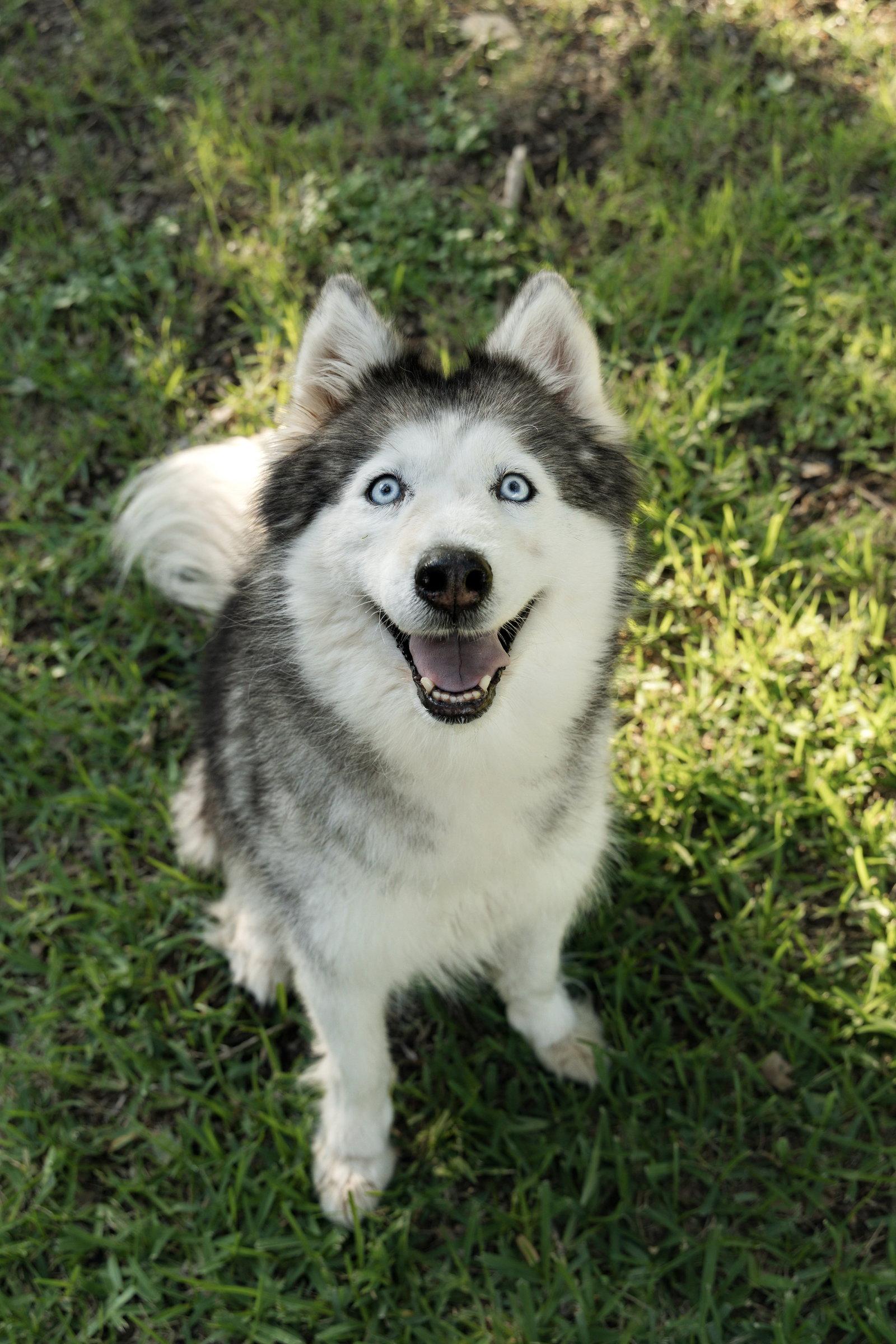 Enlarge Miranda *Foster Needed*, a Adoptable Siberian Husky in Carrollton, TX image 1/3
