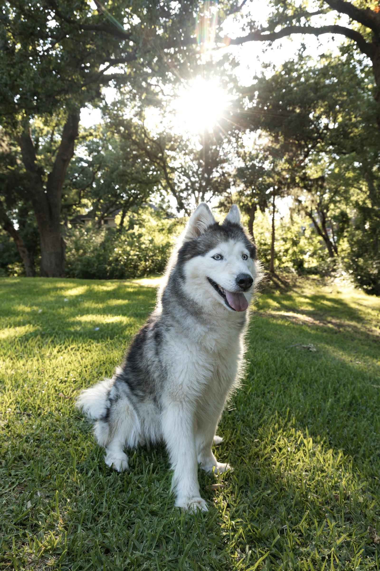 Enlarge Miranda *Foster Needed*, a Adoptable Siberian Husky in Carrollton, TX image 2/3
