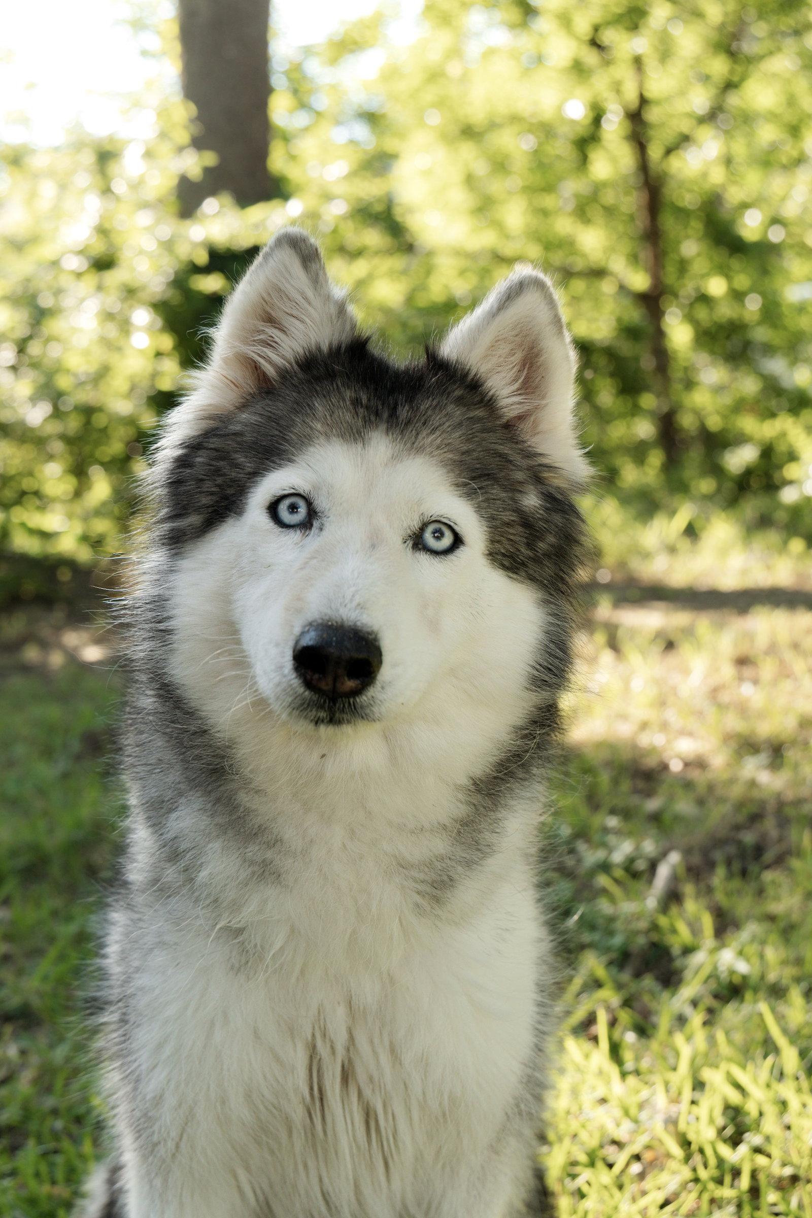 Enlarge Miranda *Foster Needed*, a Adoptable Siberian Husky in Carrollton, TX image 3/3