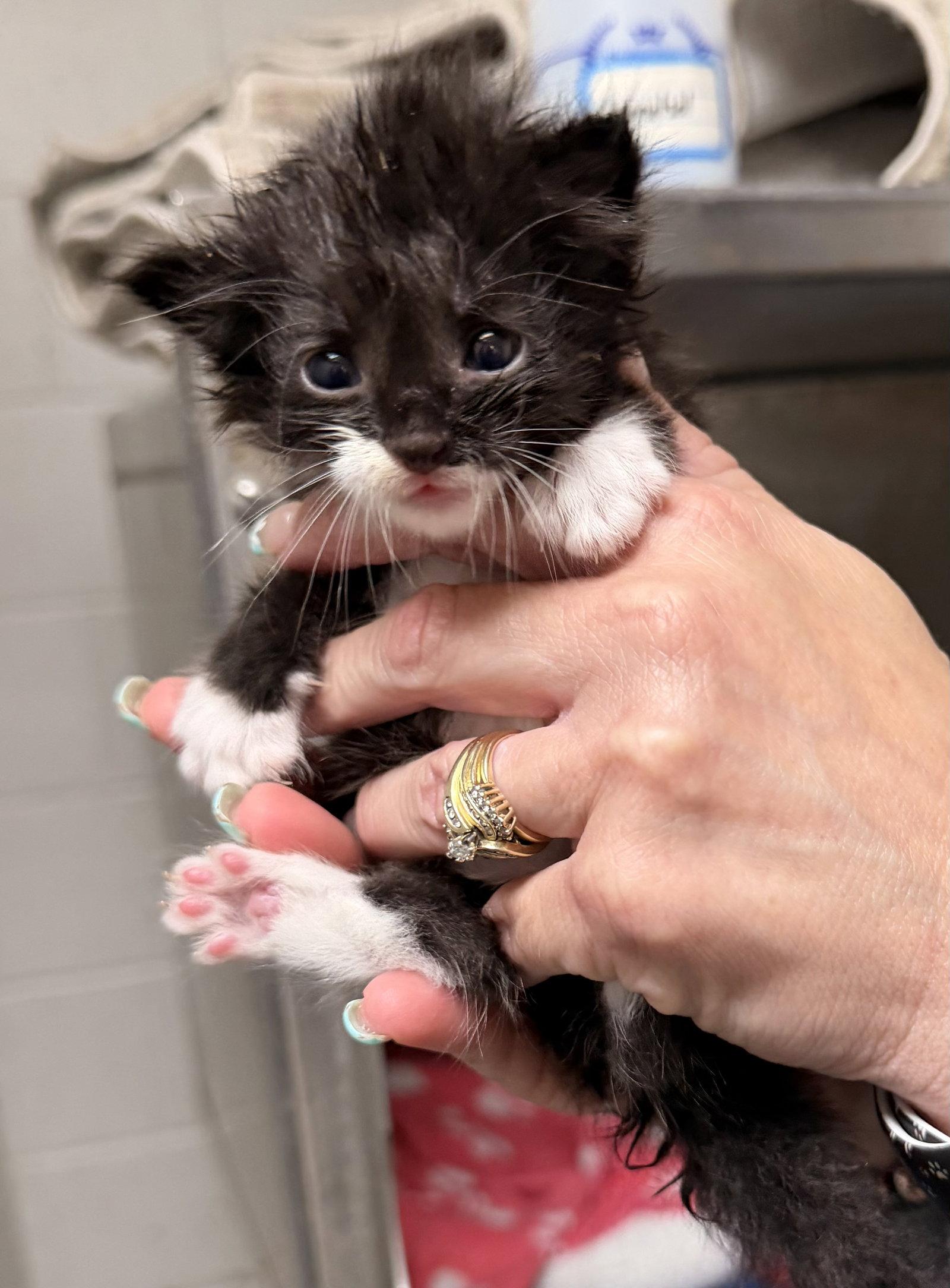 Enlarge Temaki, a Adoptable Domestic Medium Hair in Sanford, NC image 1/1