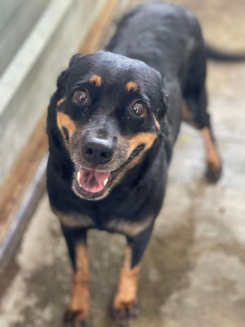 Lola, a Adoptable mixed breed in San Juan, PR image 1/4