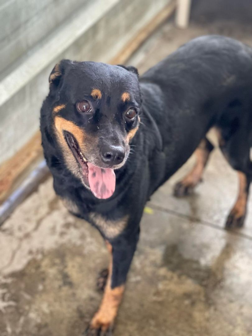 Lola, a Adoptable mixed breed in San Juan, PR image 2/4