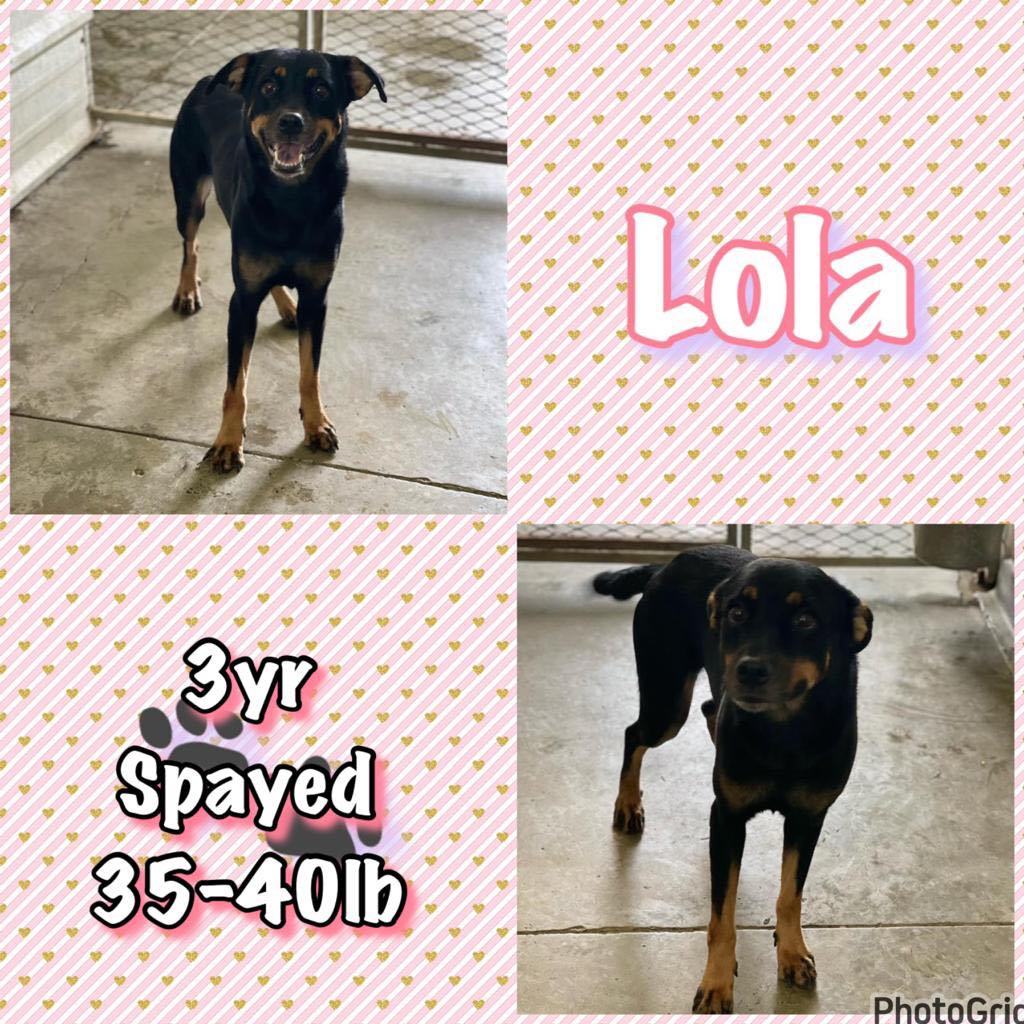Lola, a Adoptable mixed breed in San Juan, PR image 3/4