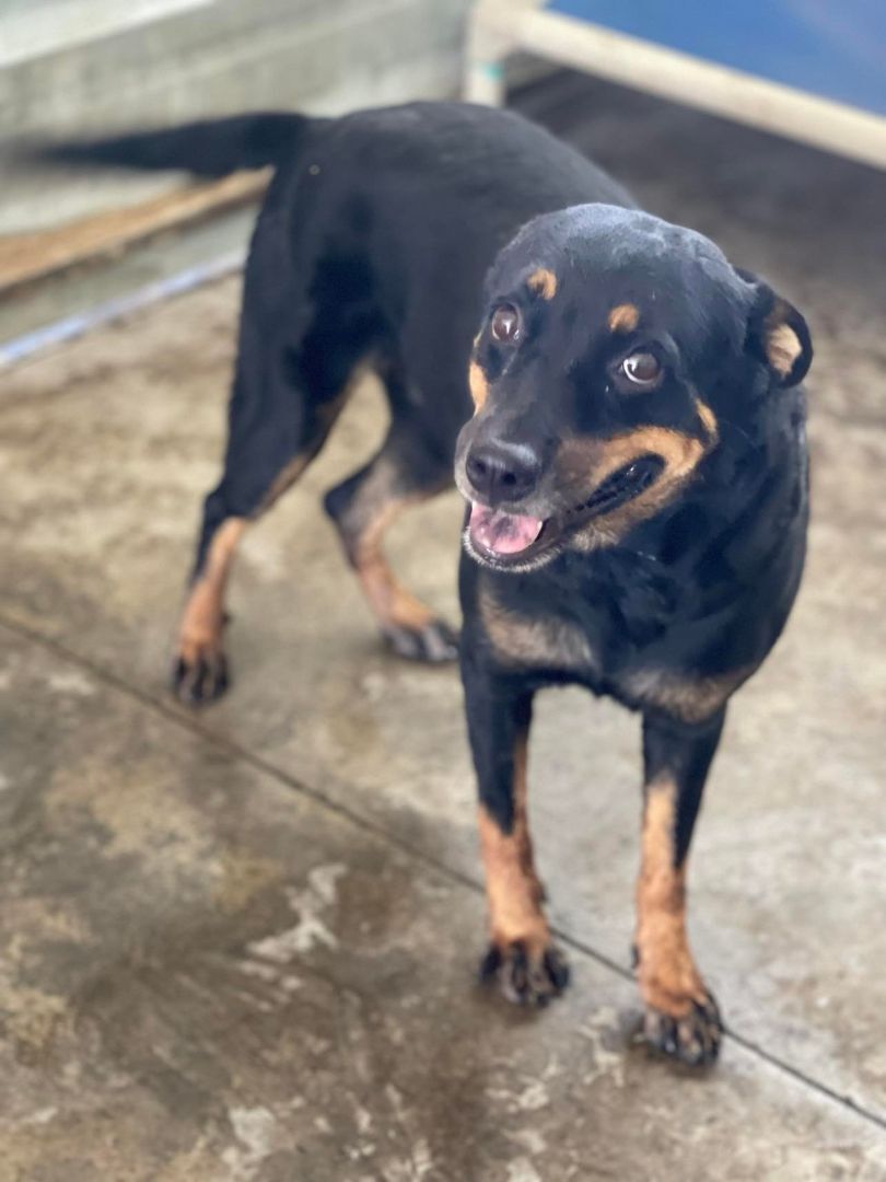 Lola, Adoptable, Adult Female Rottweiler.