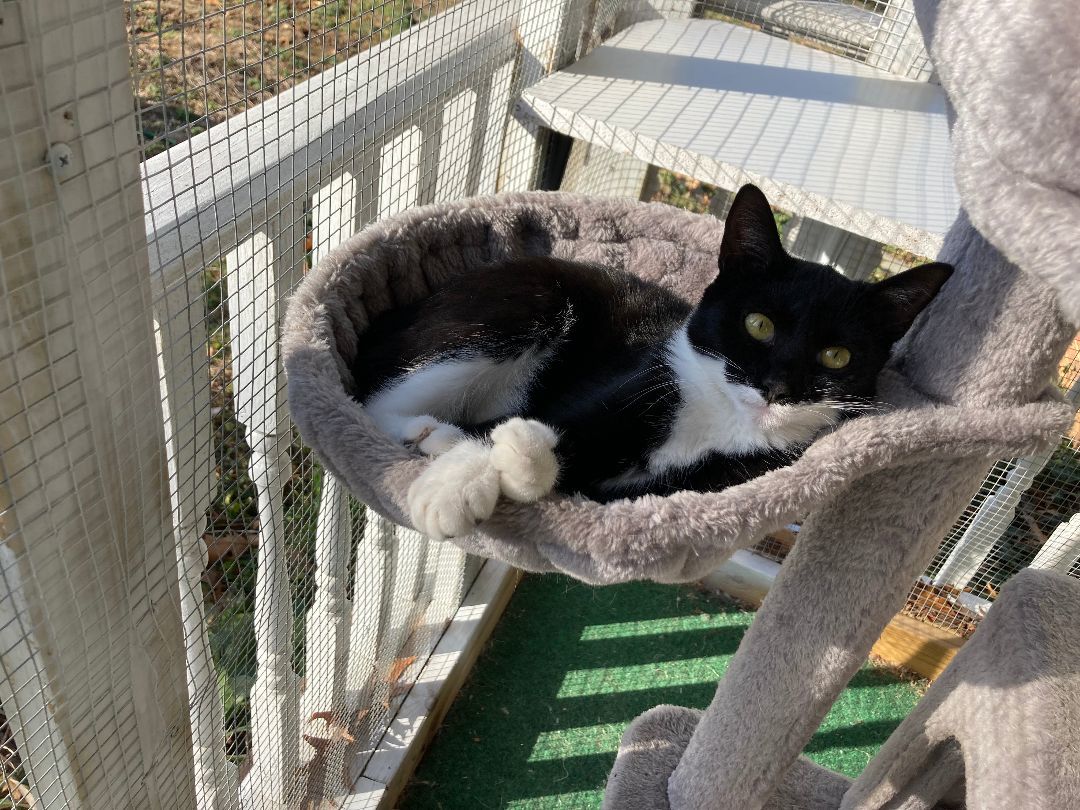 Coco, Adopted, Young Female Domestic Short Hair.