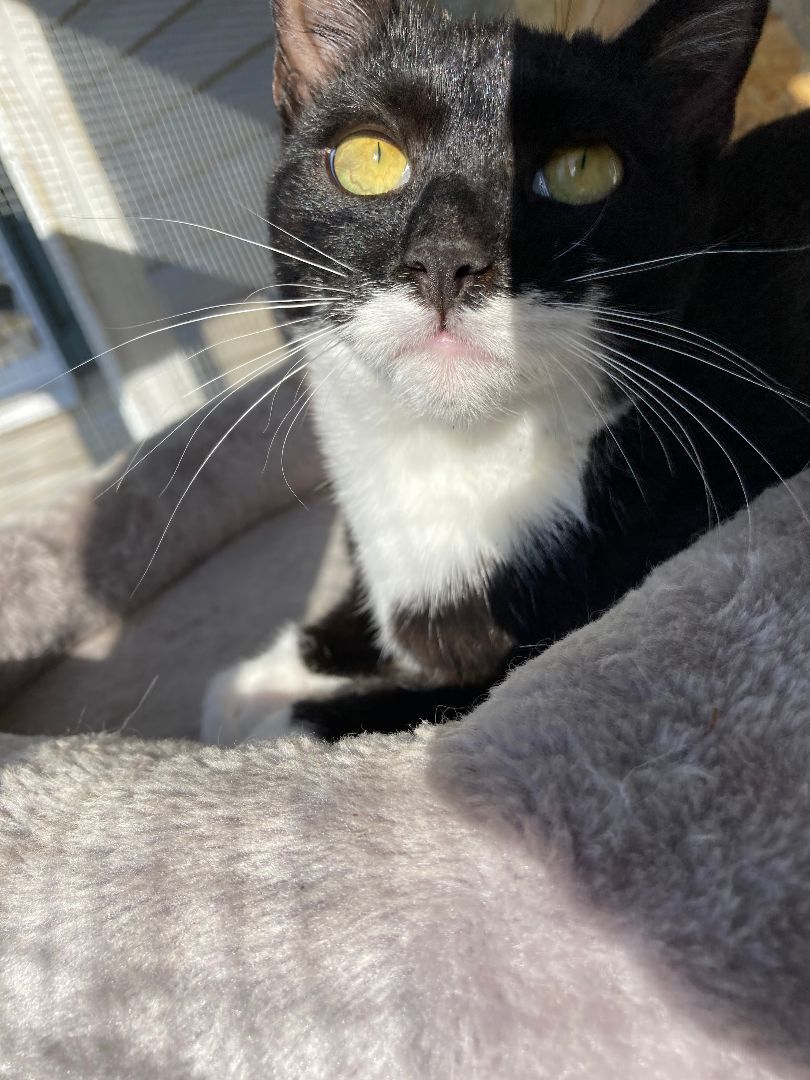 Enlarge Coco, a Adopted Domestic Short Hair in Greensboro, NC image 2/5