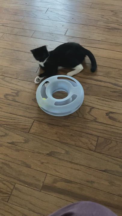 Enlarge Coco, a Adopted Domestic Short Hair in Greensboro, NC video 5/5