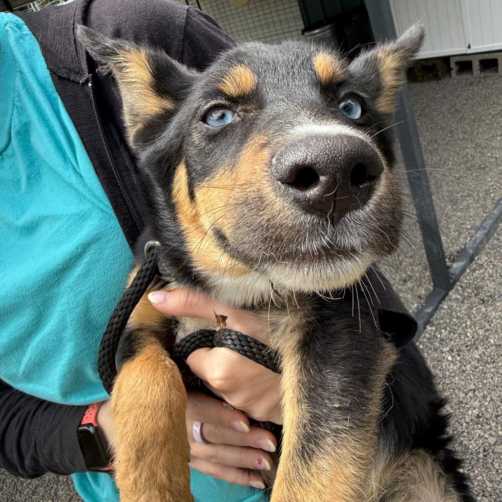 Enlarge Rapunzel, a Adoptable mixed breed in Tacoma, WA image 3/6