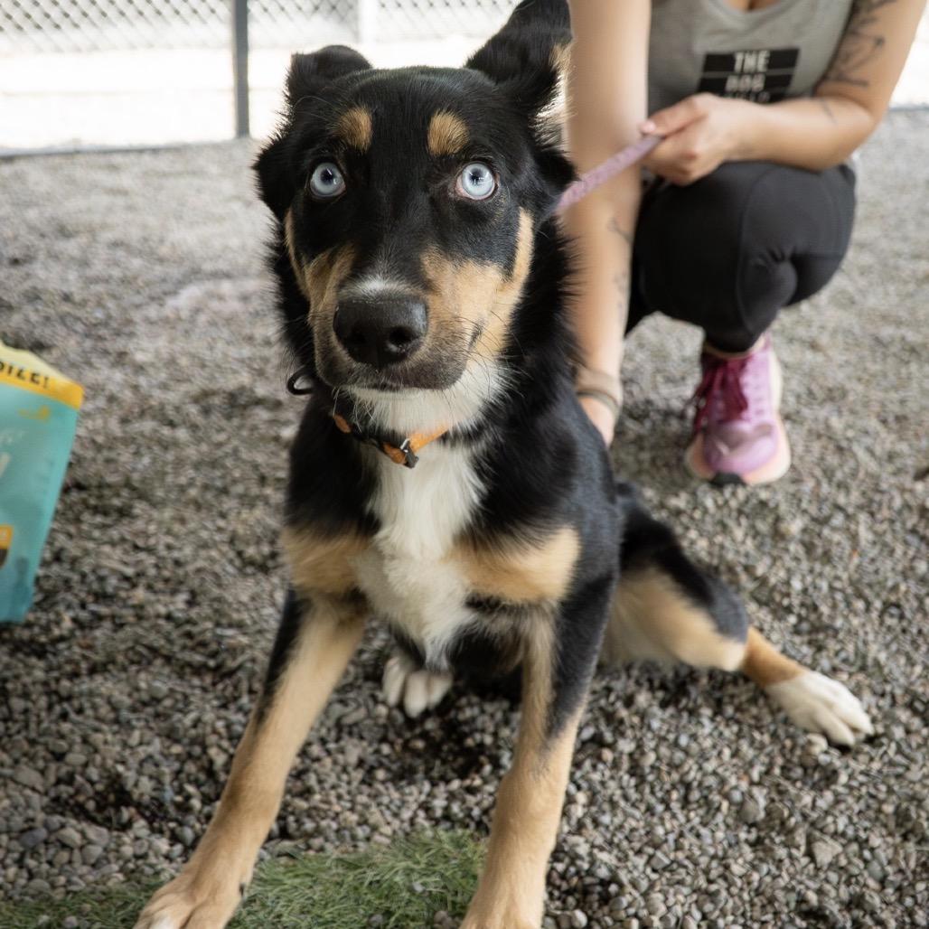 Enlarge Rapunzel, a Adoptable mixed breed in Tacoma, WA image 4/6