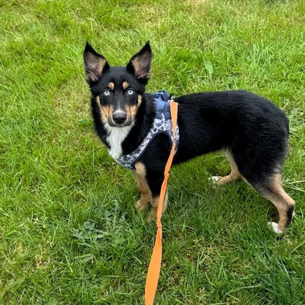 Enlarge Rapunzel, a Adoptable mixed breed in Tacoma, WA image 5/6