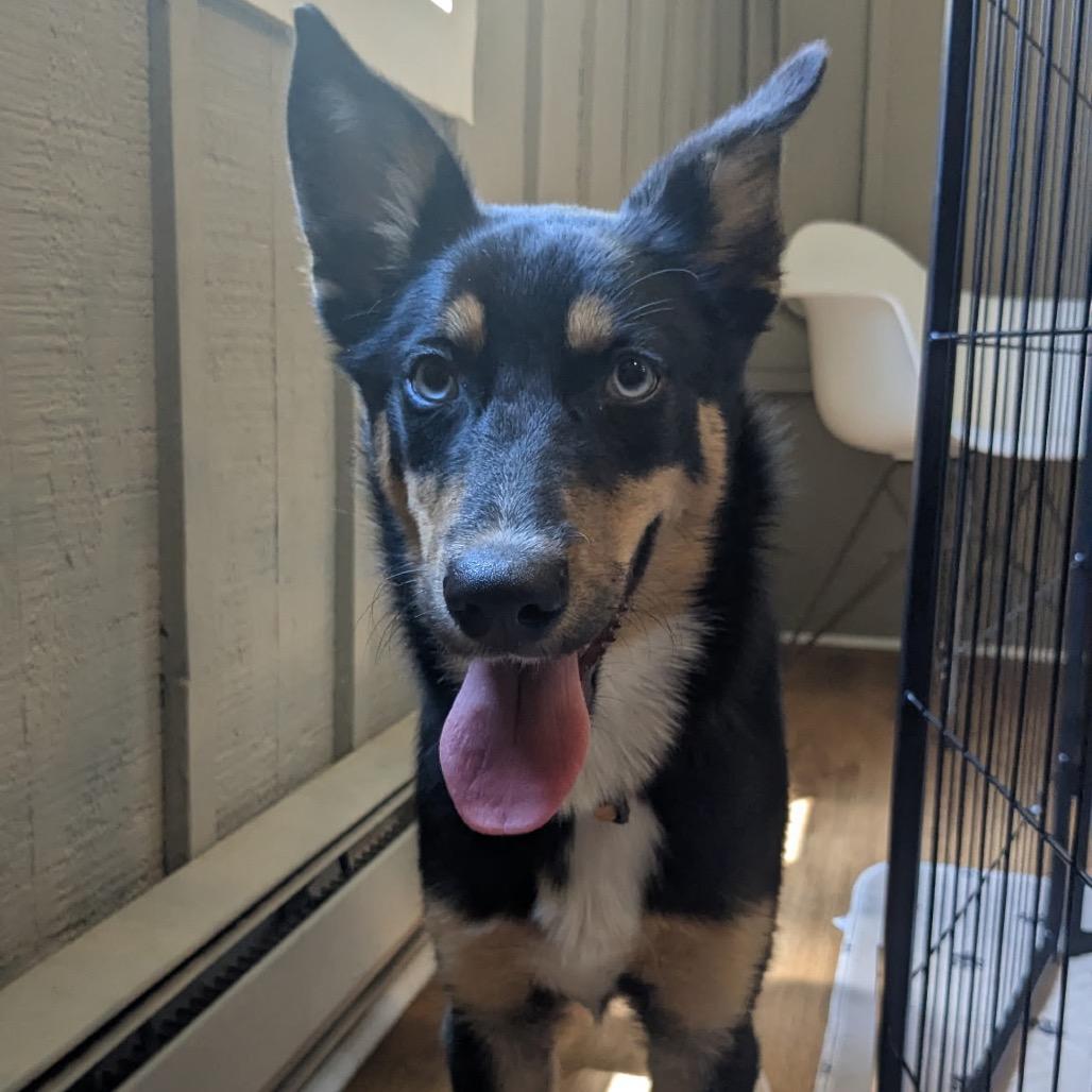 Enlarge Rapunzel, a Adoptable mixed breed in Tacoma, WA image 6/6