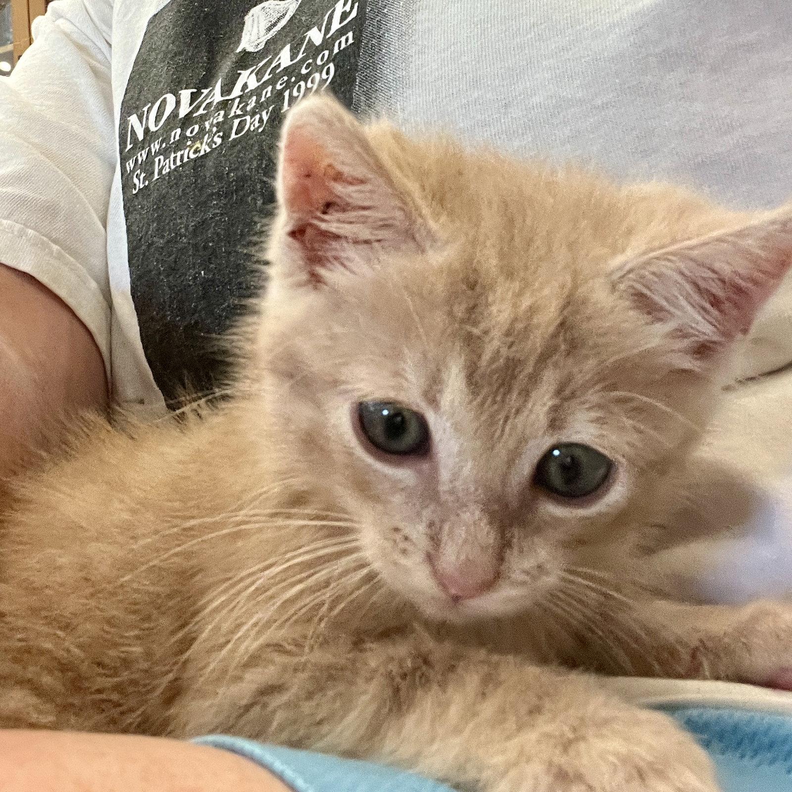 Jeff, a Adoptable Domestic Short Hair in Columbus, IN image 1/3