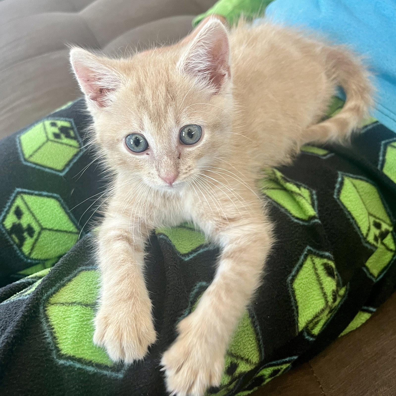 Jeff, a Adoptable Domestic Short Hair in Columbus, IN image 2/3