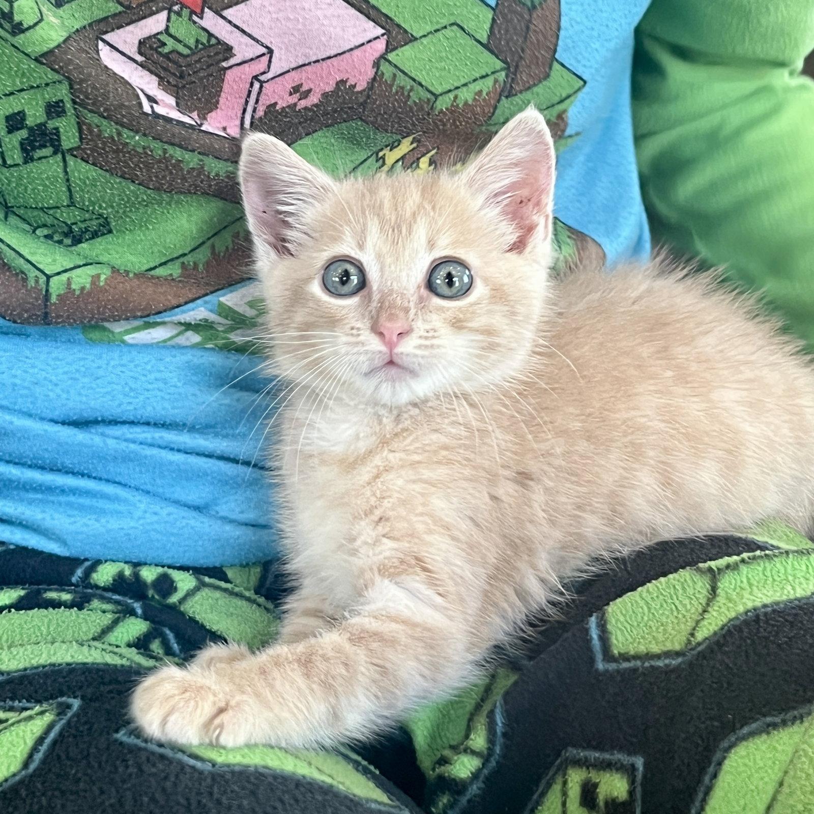 Jeff, a Adoptable Domestic Short Hair in Columbus, IN image 3/3