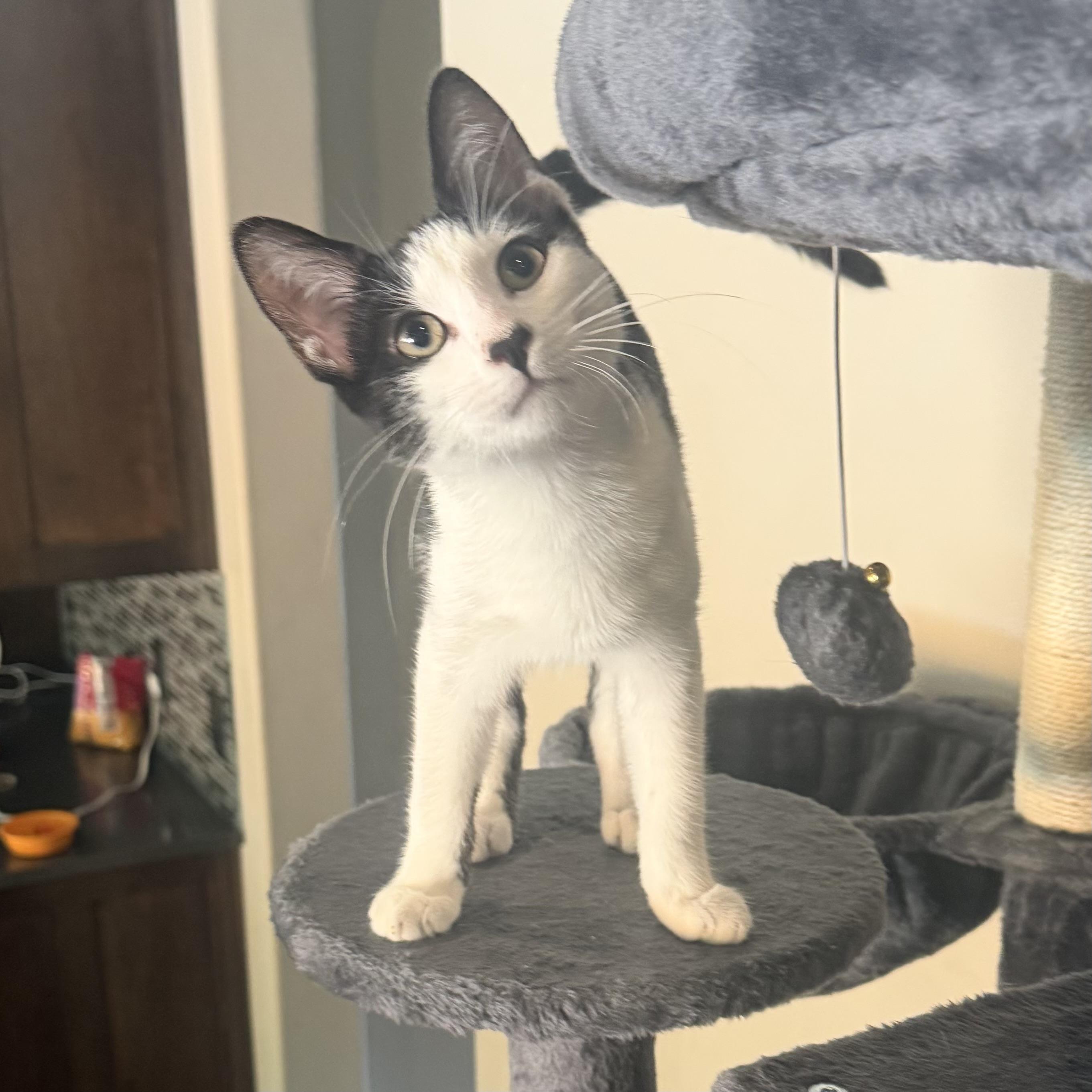 Pongo, ADOPTABLE, Kitten Male Domestic Short Hair.