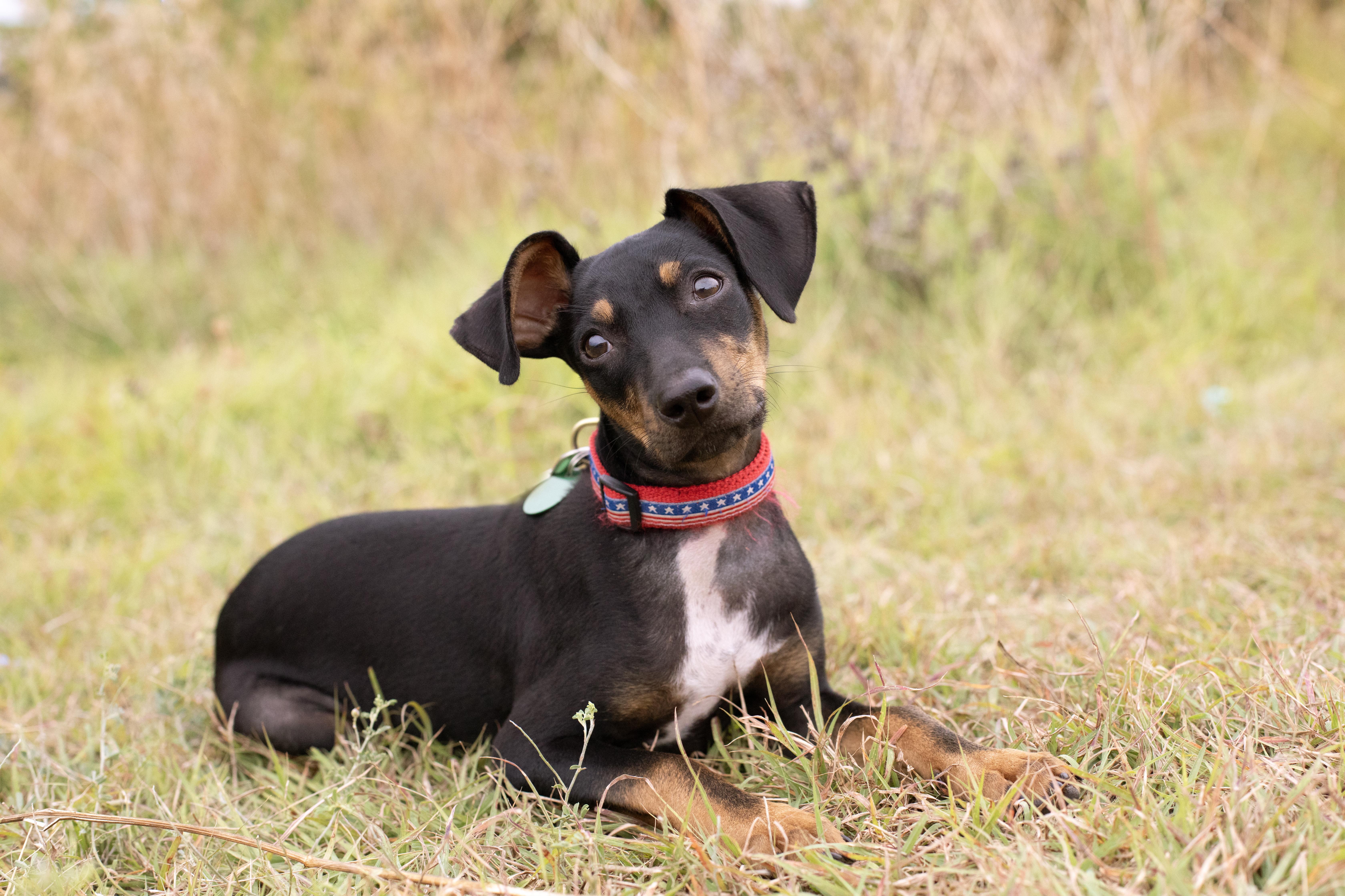Jelly, an adoptable mixed breed in Carrollton, TX image 2/6