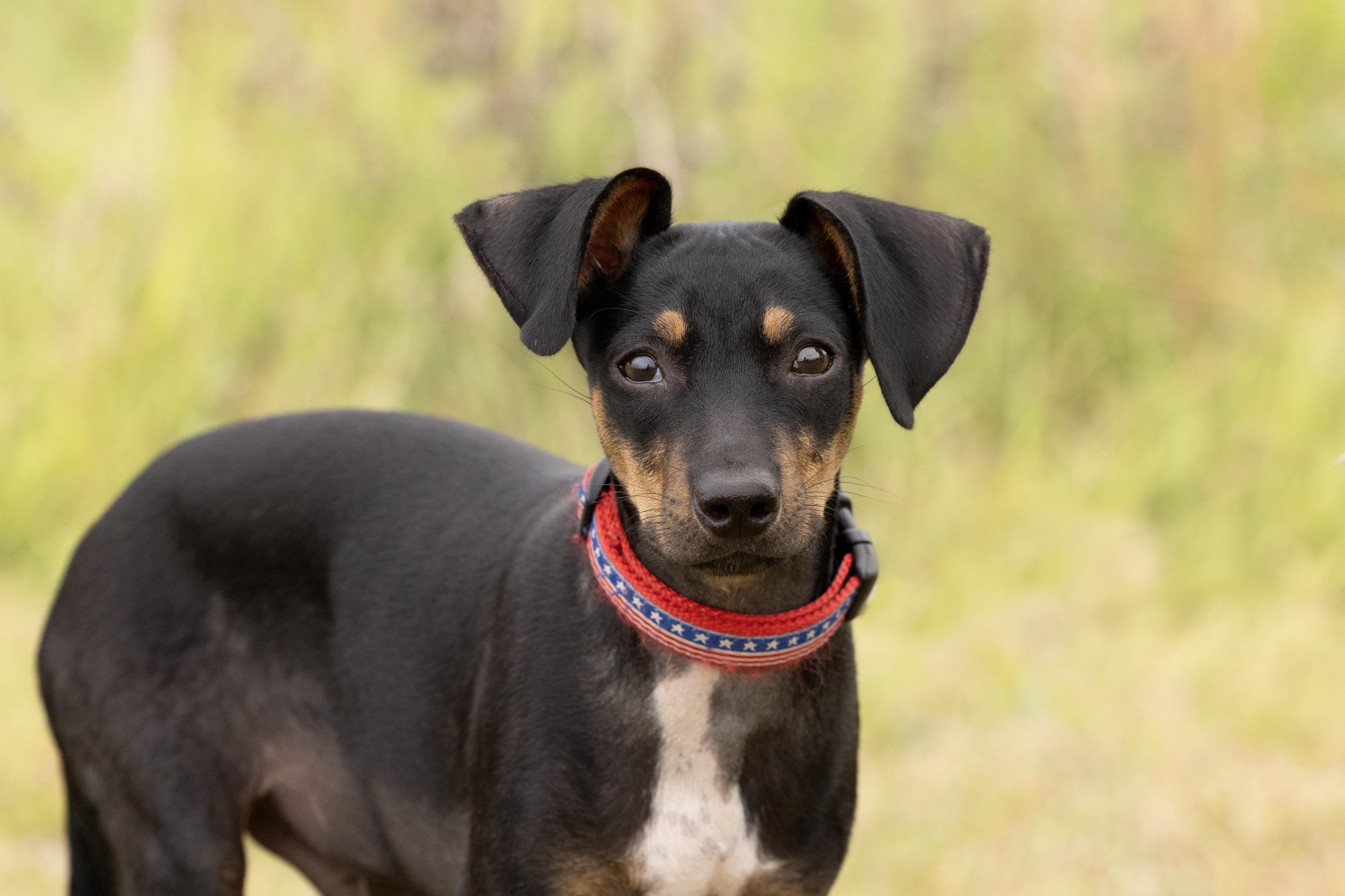 Jelly, an adoptable mixed breed in Carrollton, TX image 3/6