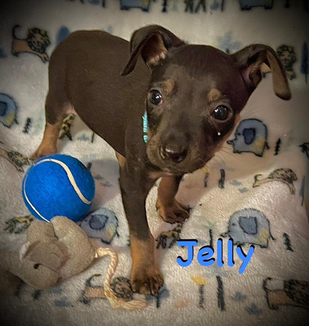 Jelly, an adoptable mixed breed in Carrollton, TX image 6/6