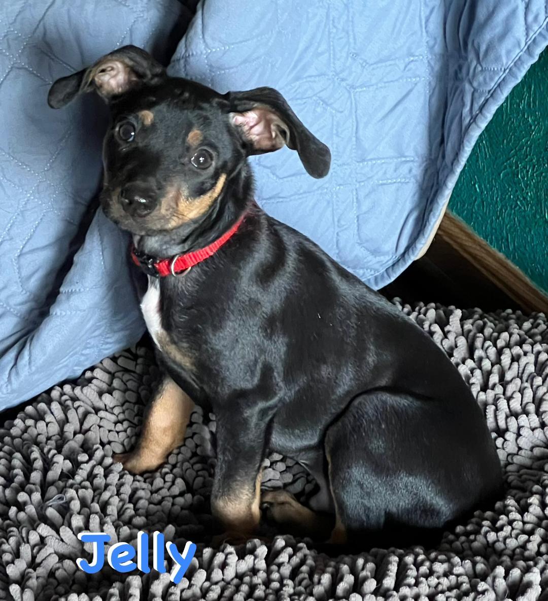 Jelly, an adoptable mixed breed in Carrollton, TX image 5/6